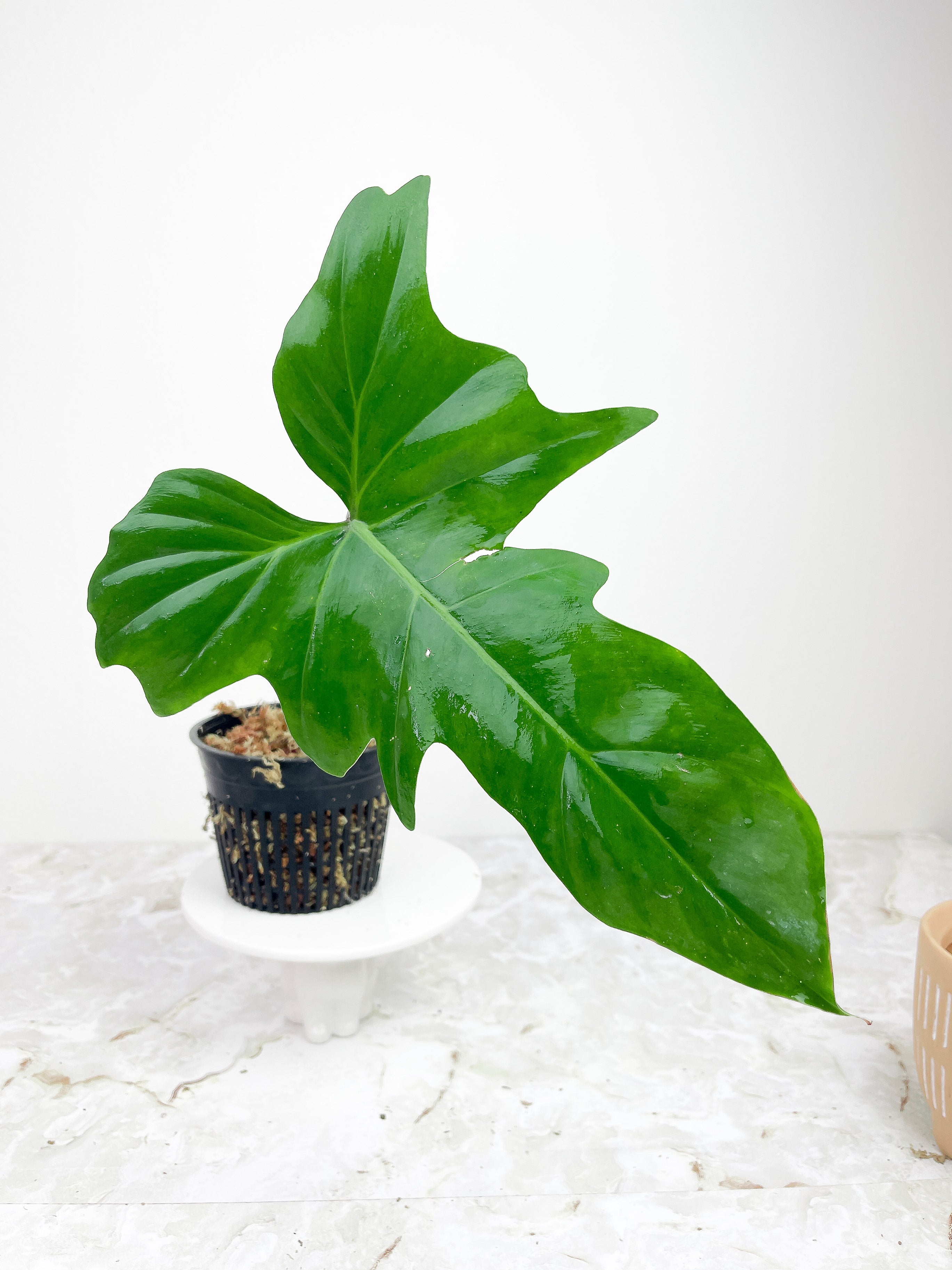 Philodendron Golden Dragon Variegated rooted. Read Description.