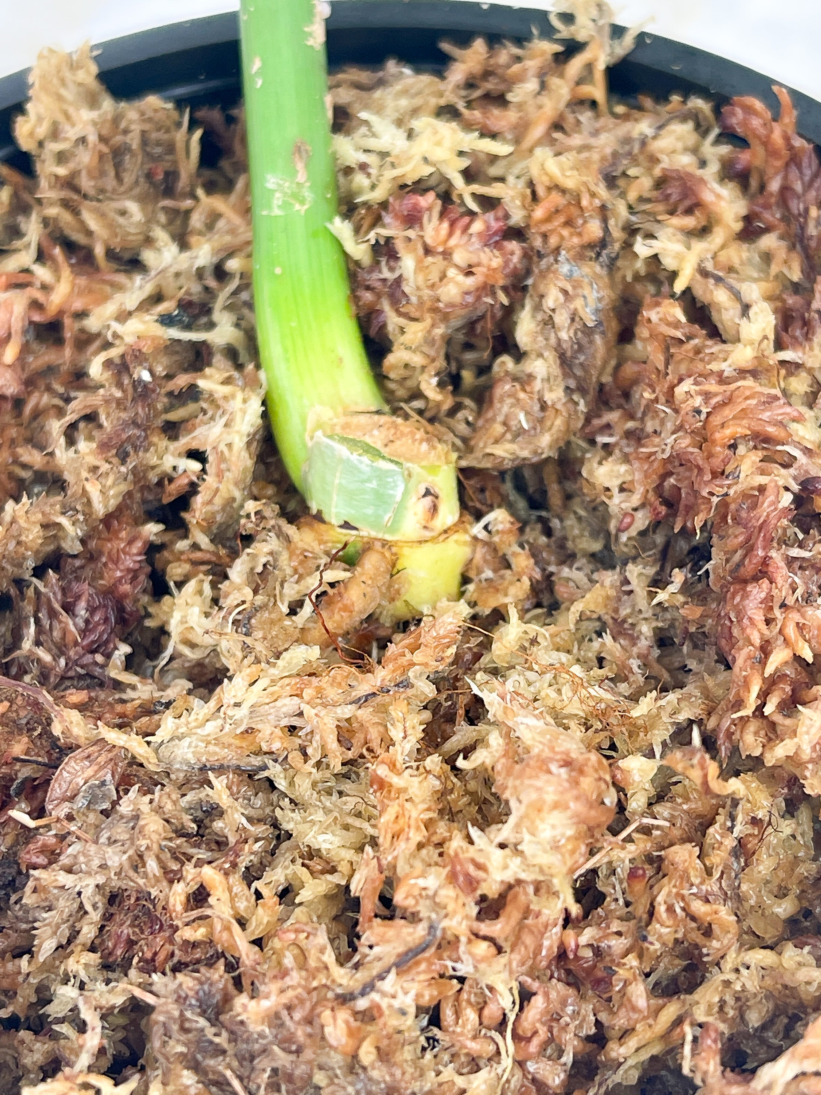 Philodendron Golden Dragon Variegated rooted. Read Description.