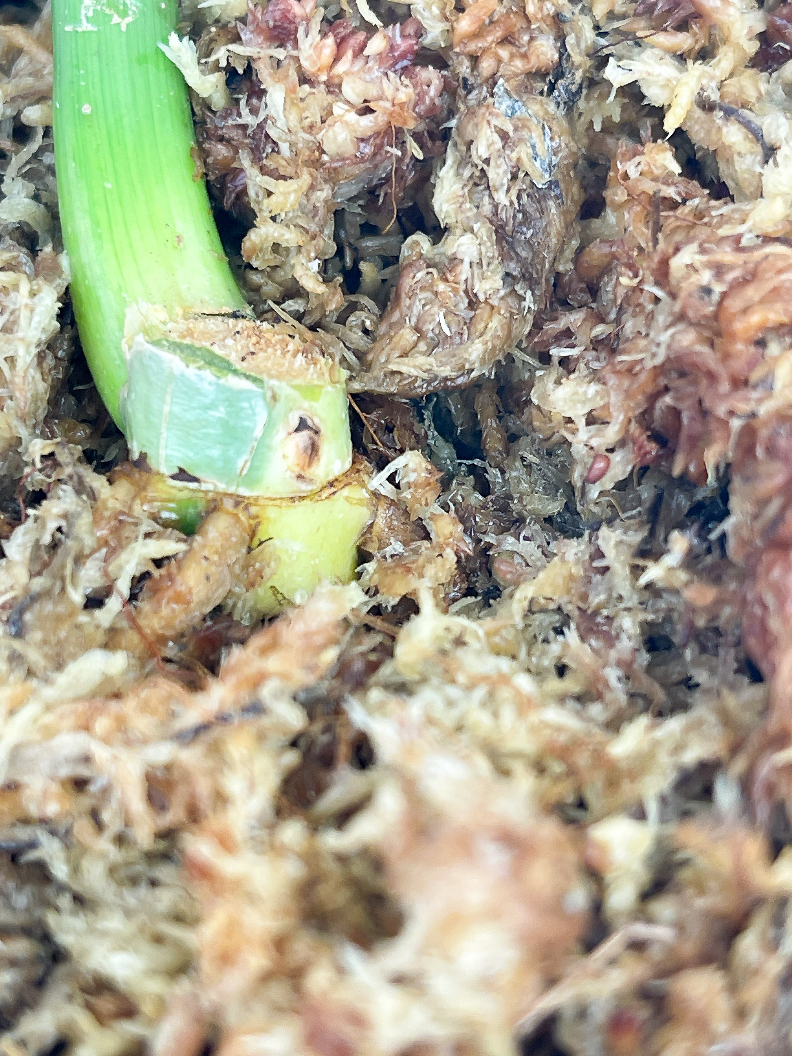 Philodendron Golden Dragon Variegated rooted. Read Description.