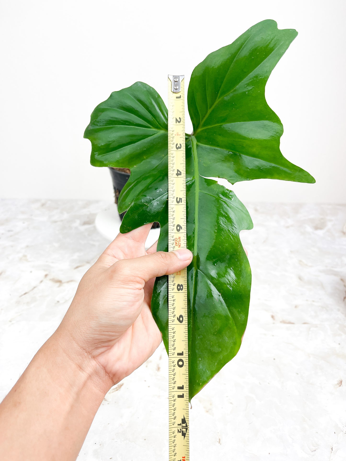 Philodendron Golden Dragon Variegated rooted. Read Description.
