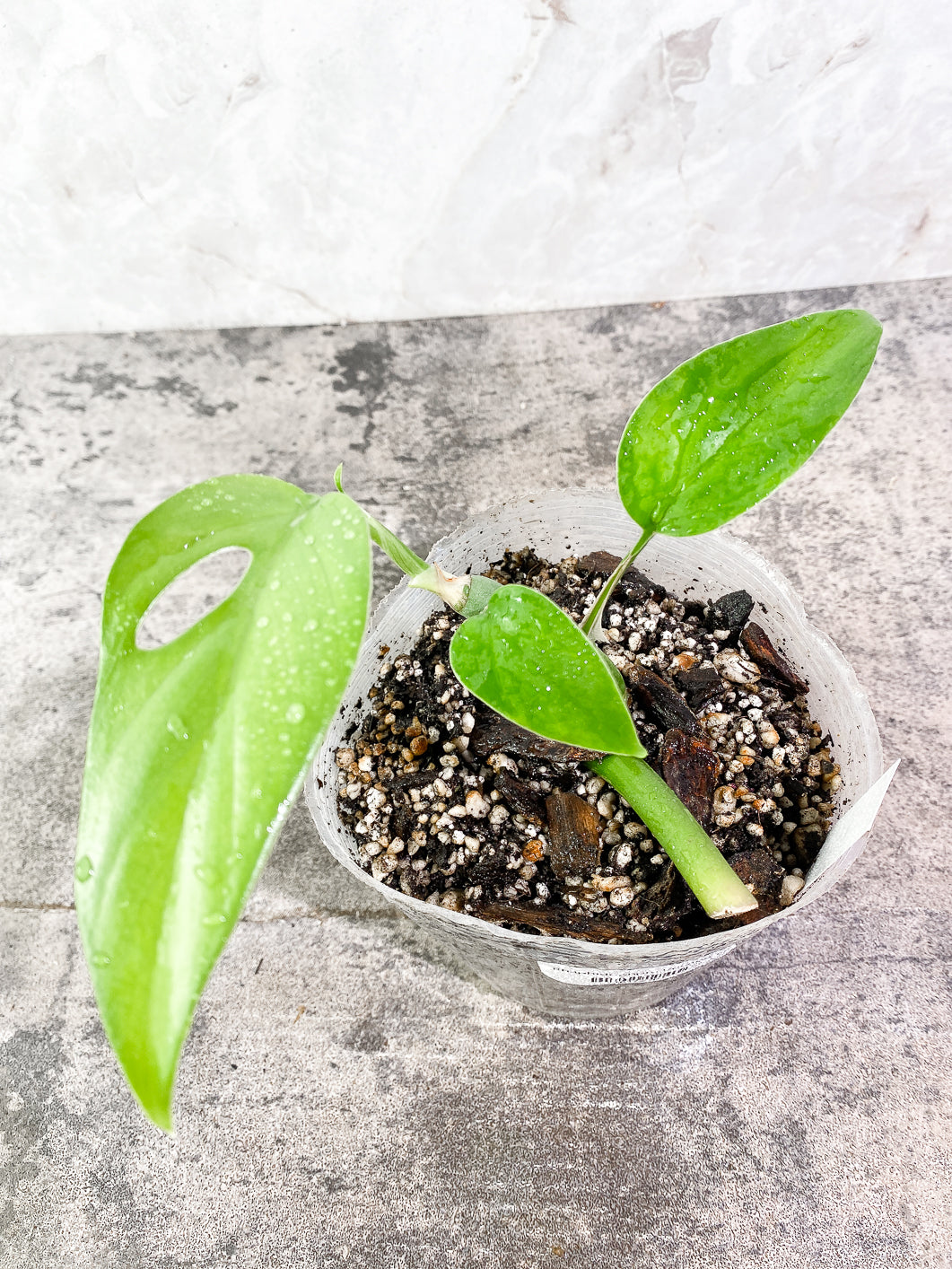 Rhaphidophora versteegii Rooted 3 leaves in 7 inch pot