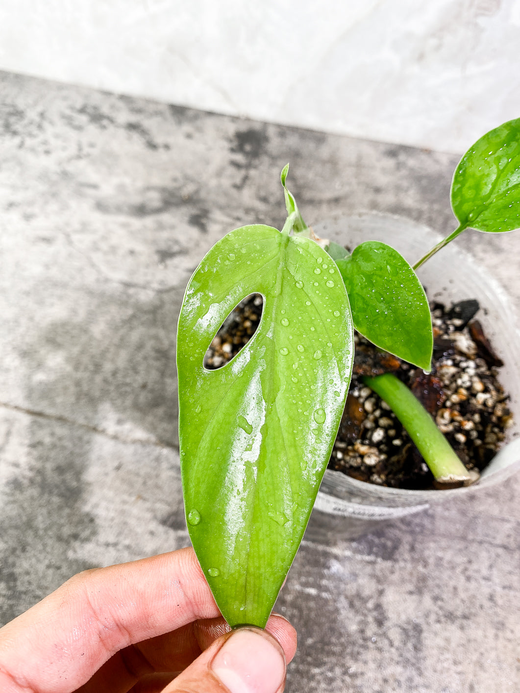 Rhaphidophora versteegii Rooted 3 leaves in 7 inch pot