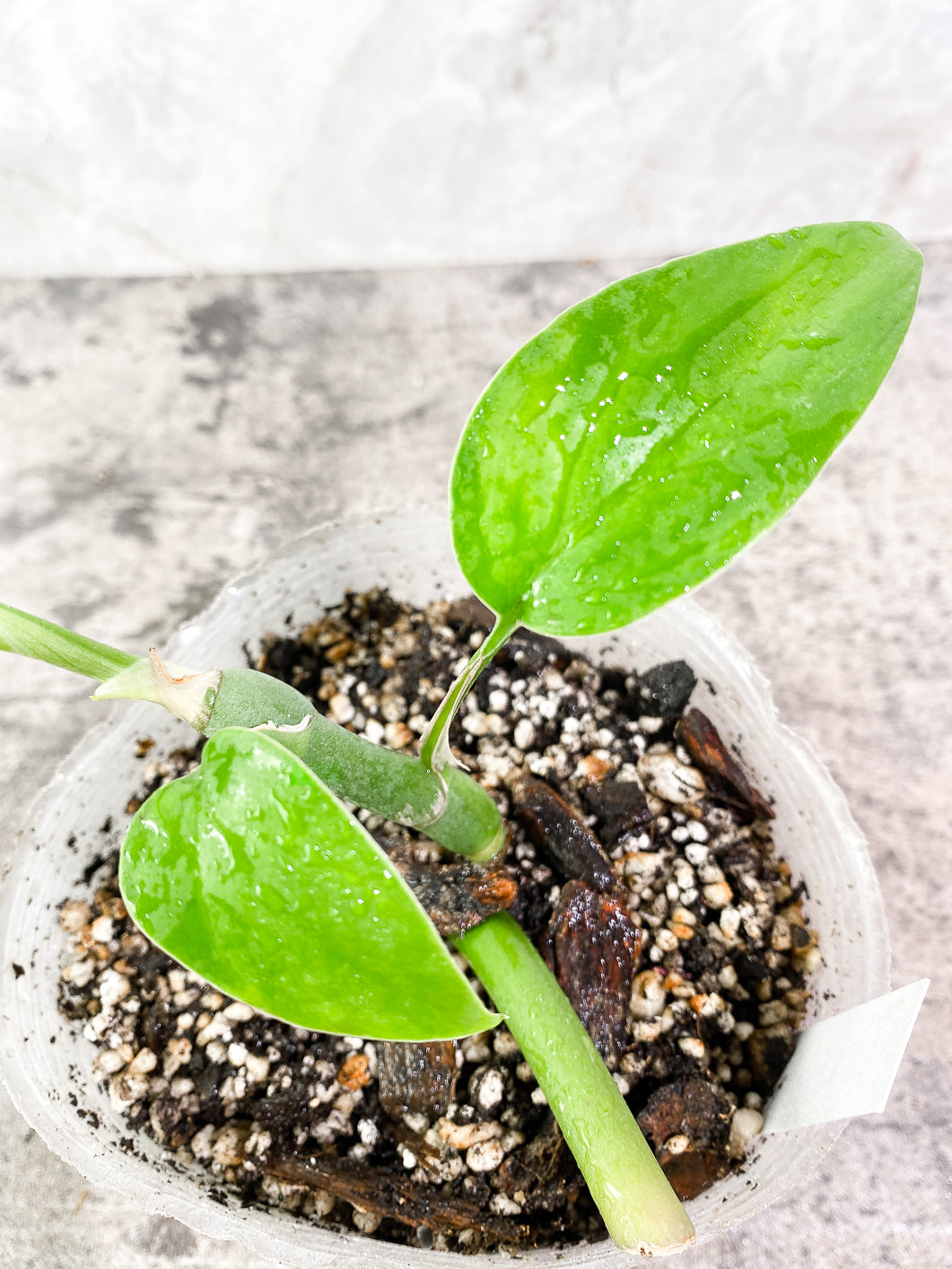 Rhaphidophora versteegii Rooted 3 leaves in 7 inch pot