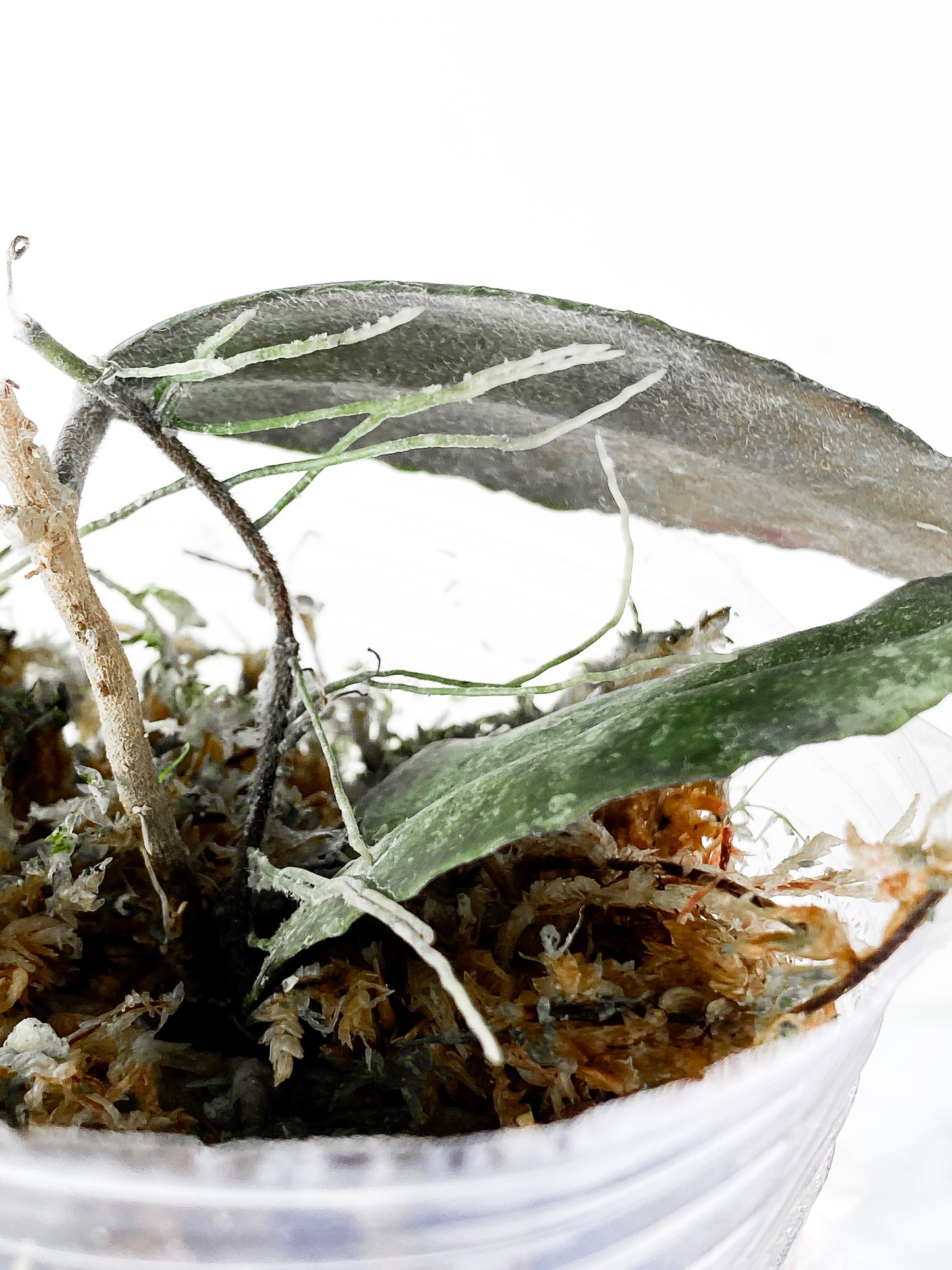 Hoya caudata sumatra