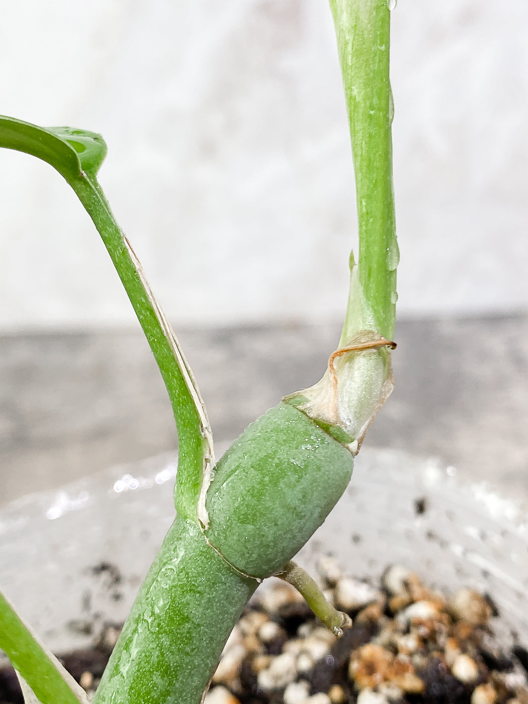 Rhaphidophora versteegii Rooted 3 leaves in 7 inch pot