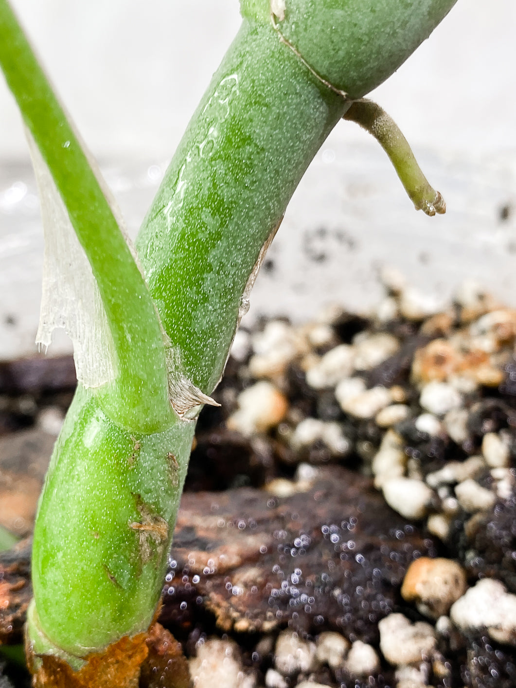 Rhaphidophora versteegii Rooted 3 leaves in 7 inch pot