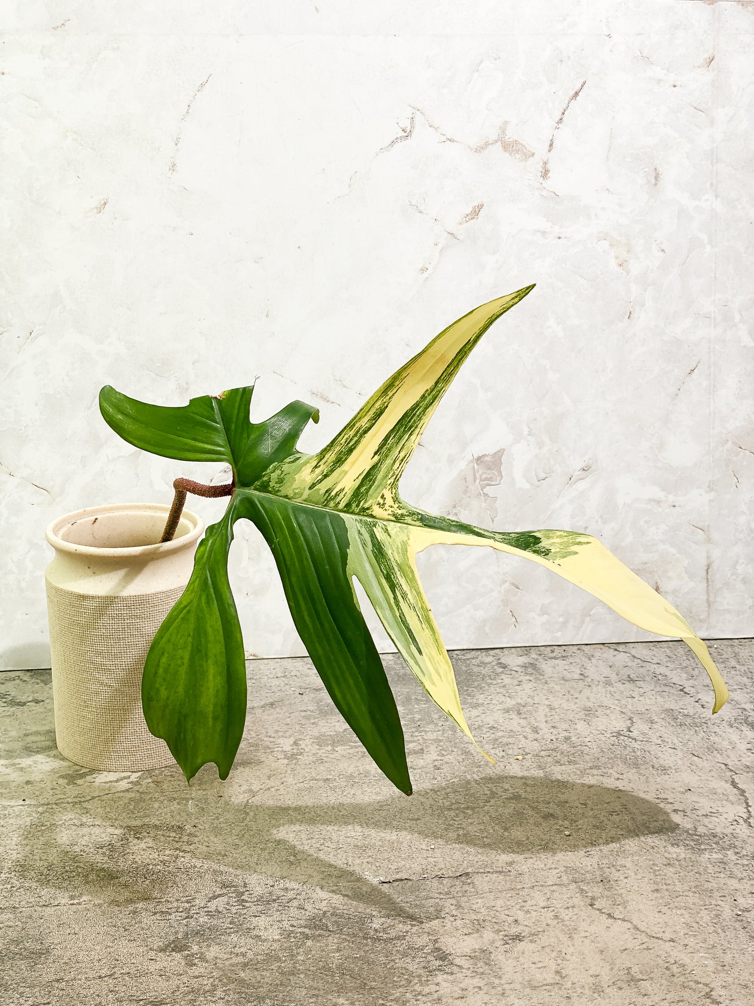 Philodendron Florida Beauty  Rooting  1 leaf 1 growing bud