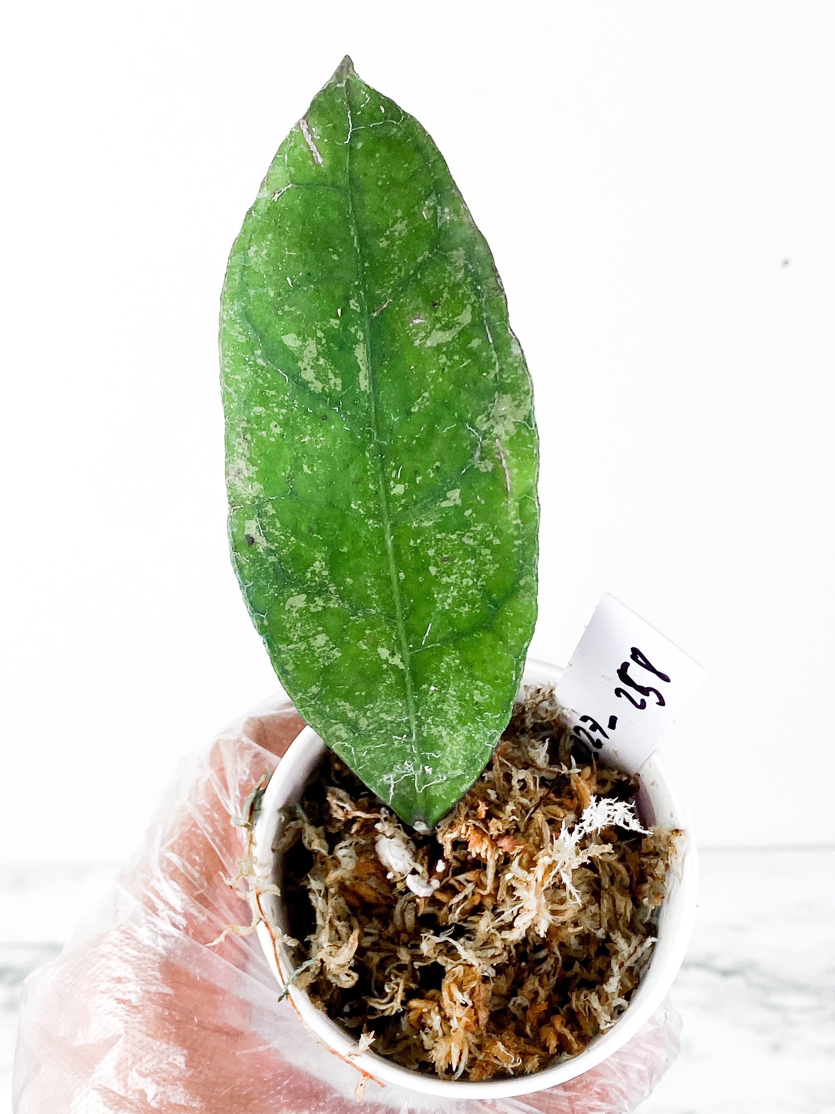 Hoya sp. Perak 'Teddy Bear (Peninsularis ) C