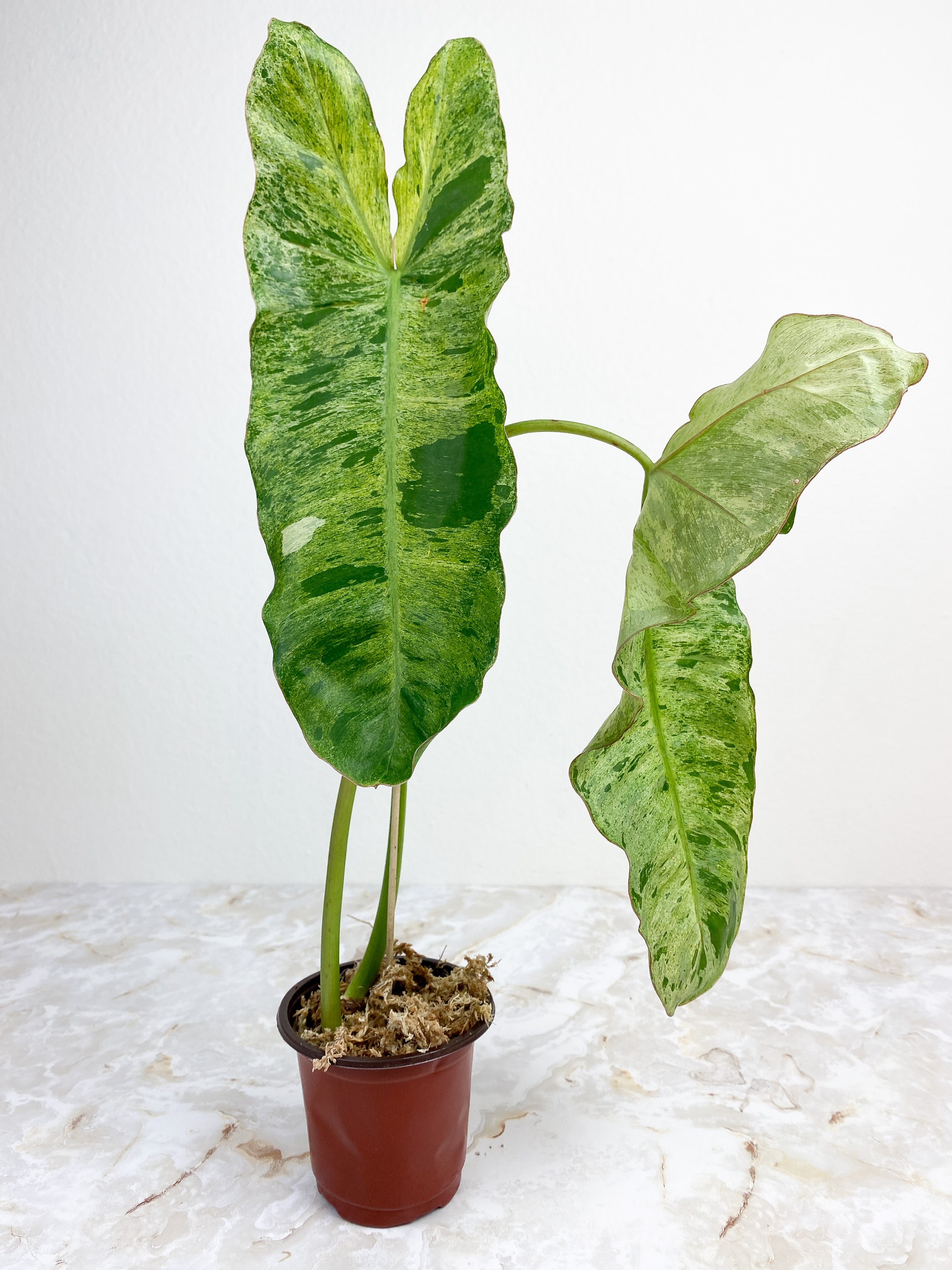 Philodendron Paraiso Verde - 2 leaves rooted. leaf size ~14"