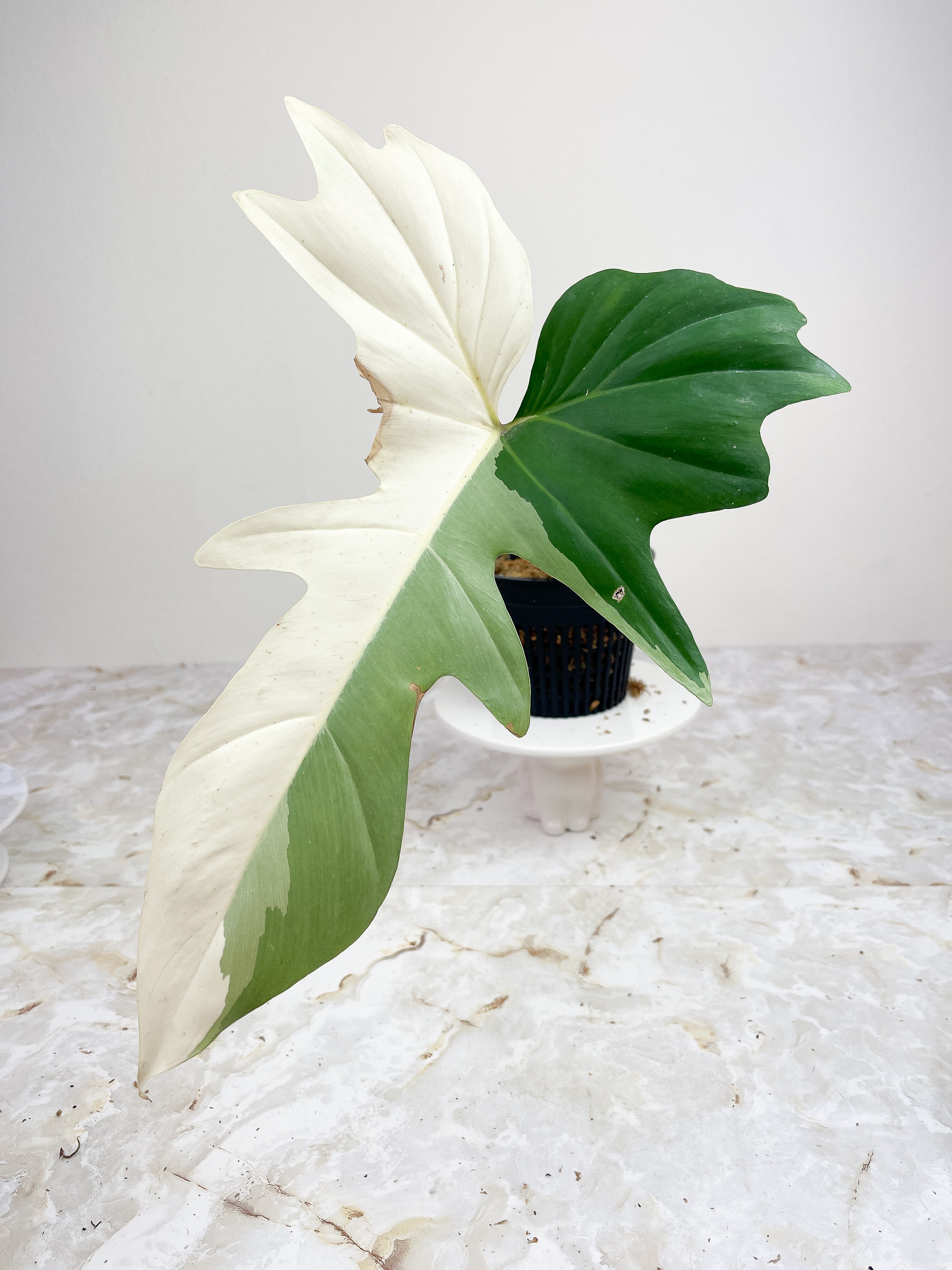 Philodendron Golden Dragon Variegated rooted.