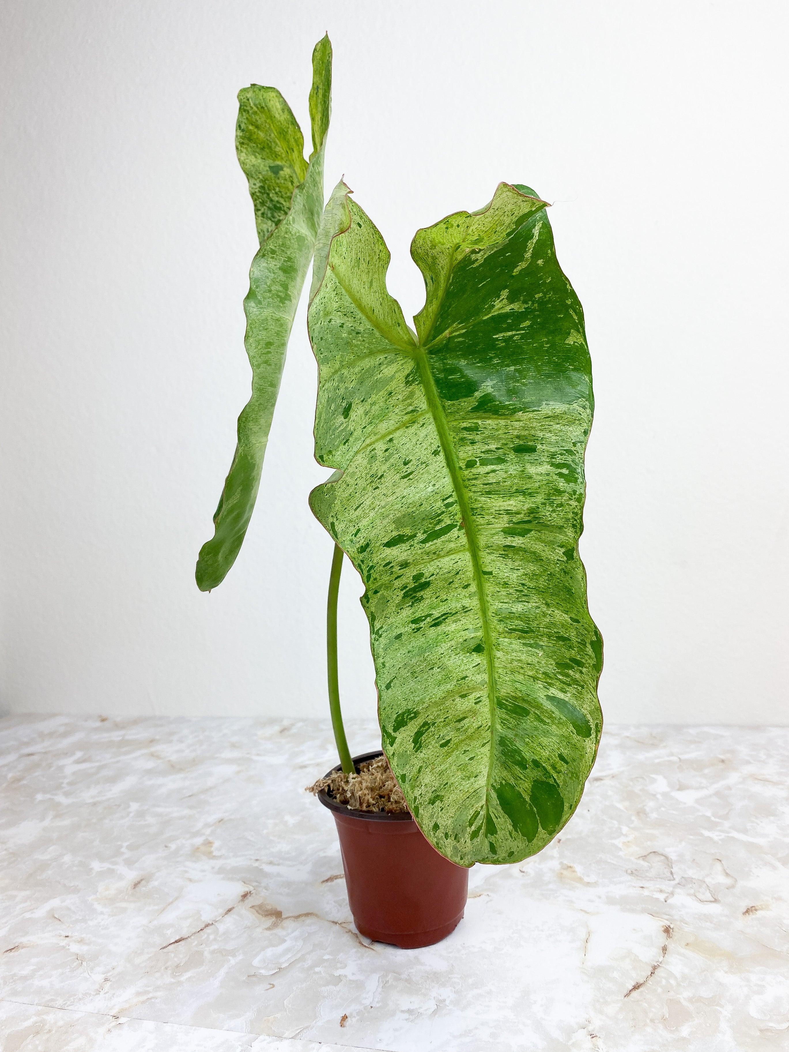 Philodendron Paraiso Verde - 2 leaves rooted. leaf size ~14"