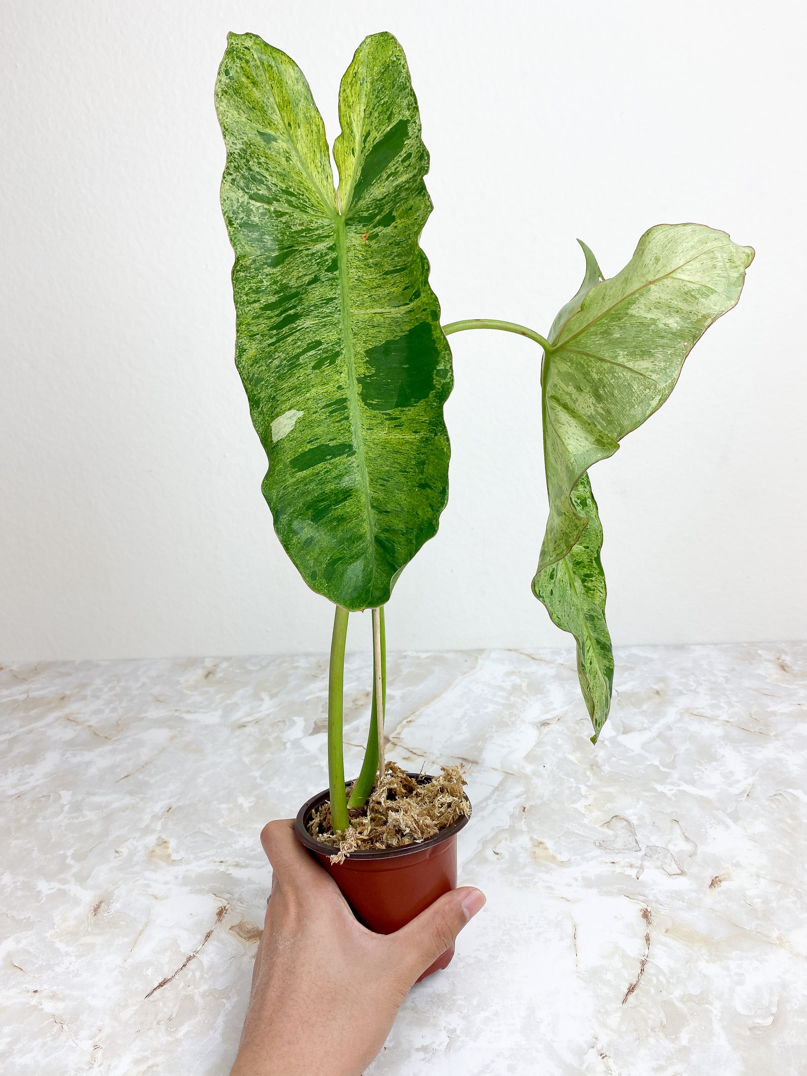 Philodendron Paraiso Verde - 2 leaves rooted. leaf size ~14"