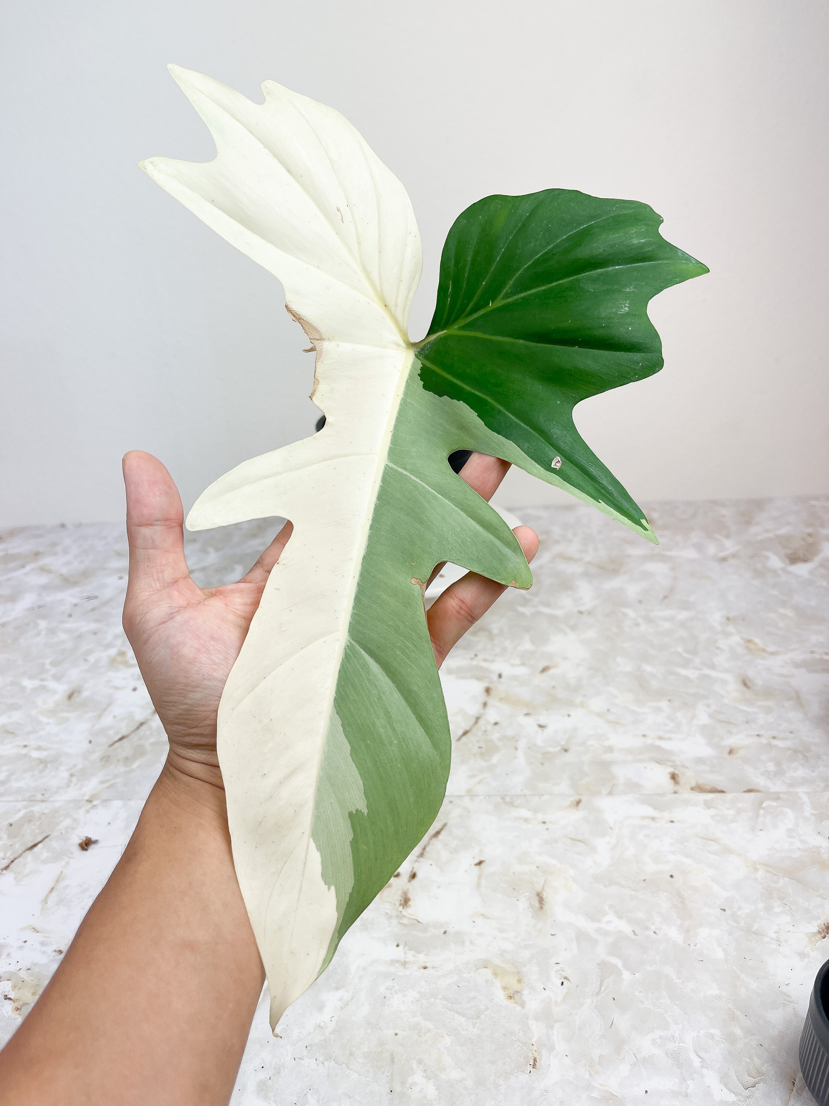Philodendron Golden Dragon Variegated rooted.