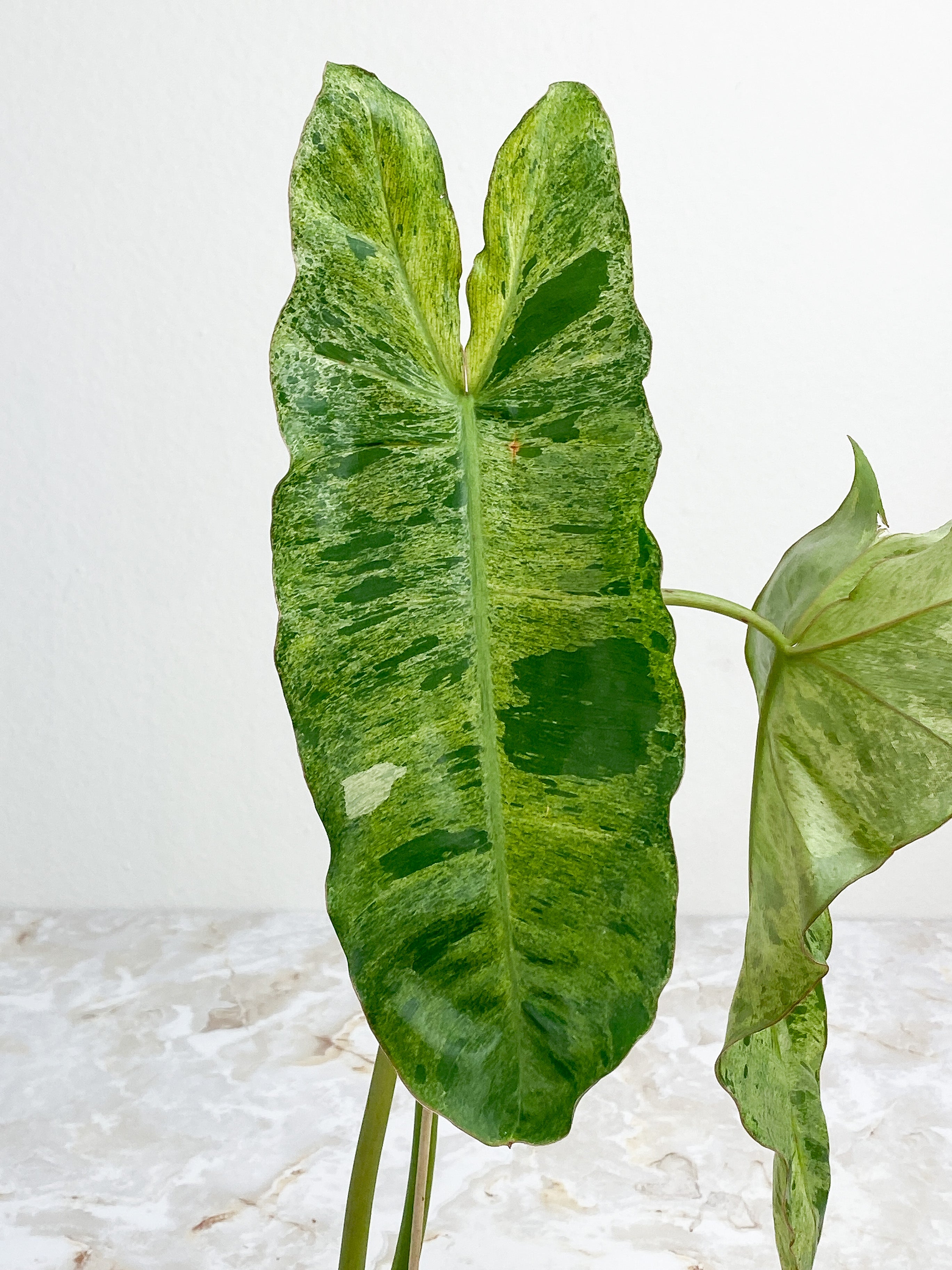 Philodendron Paraiso Verde - 2 leaves rooted. leaf size ~14"