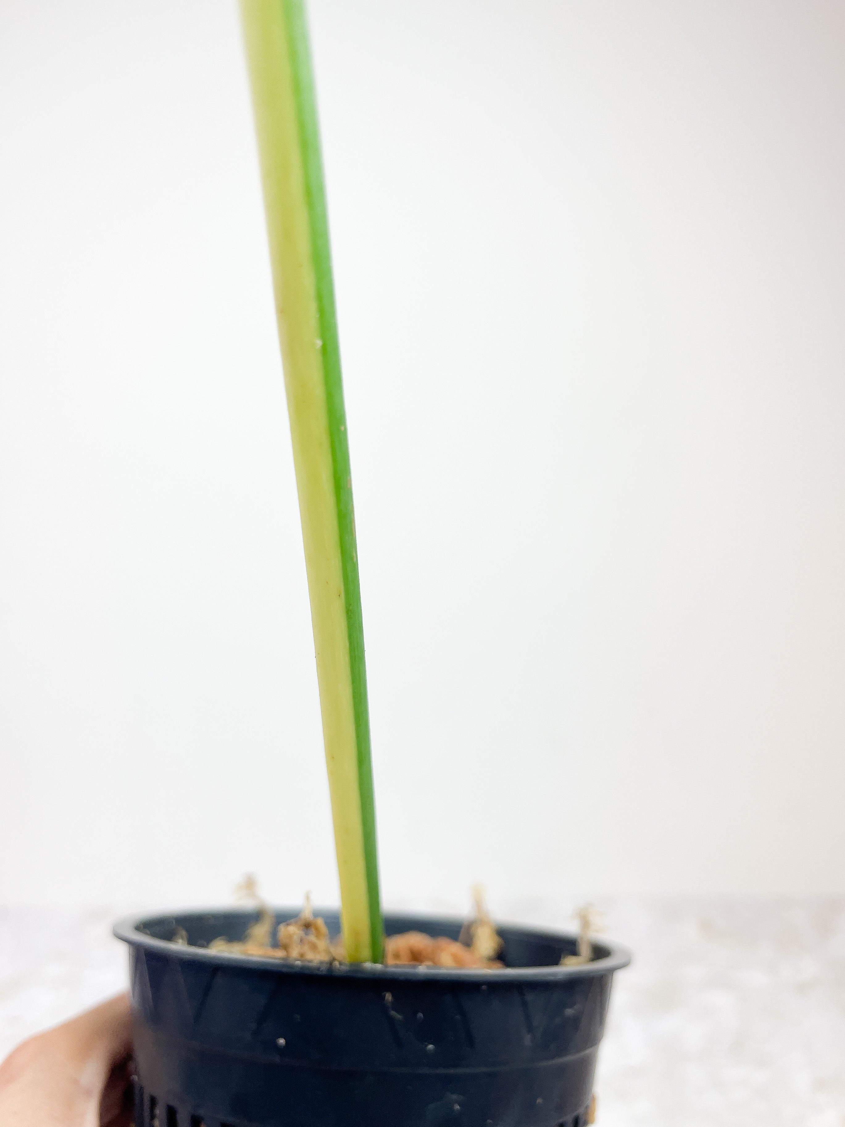 Philodendron Golden Dragon Variegated rooted.