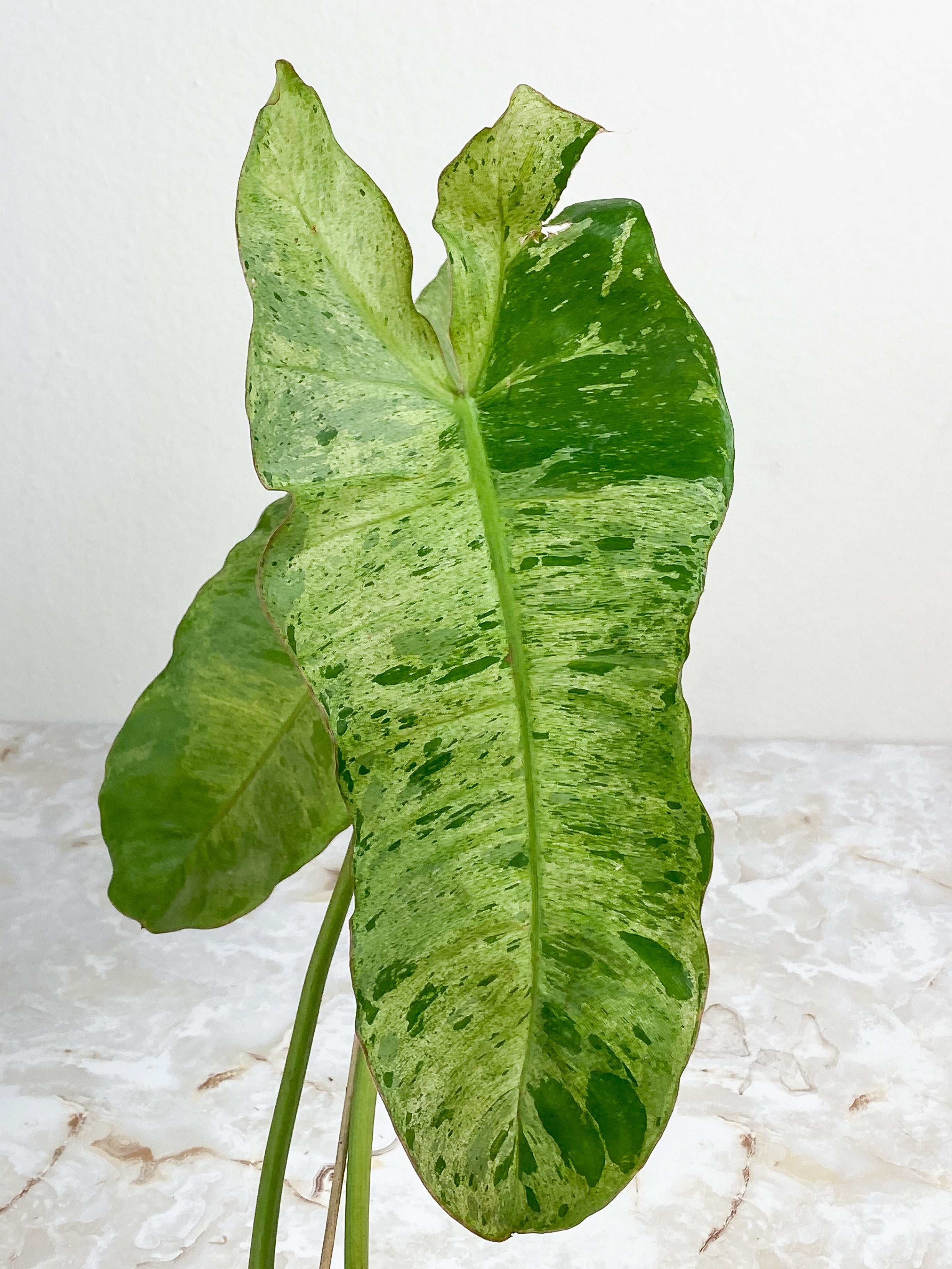 Philodendron Paraiso Verde - 2 leaves rooted. leaf size ~14"