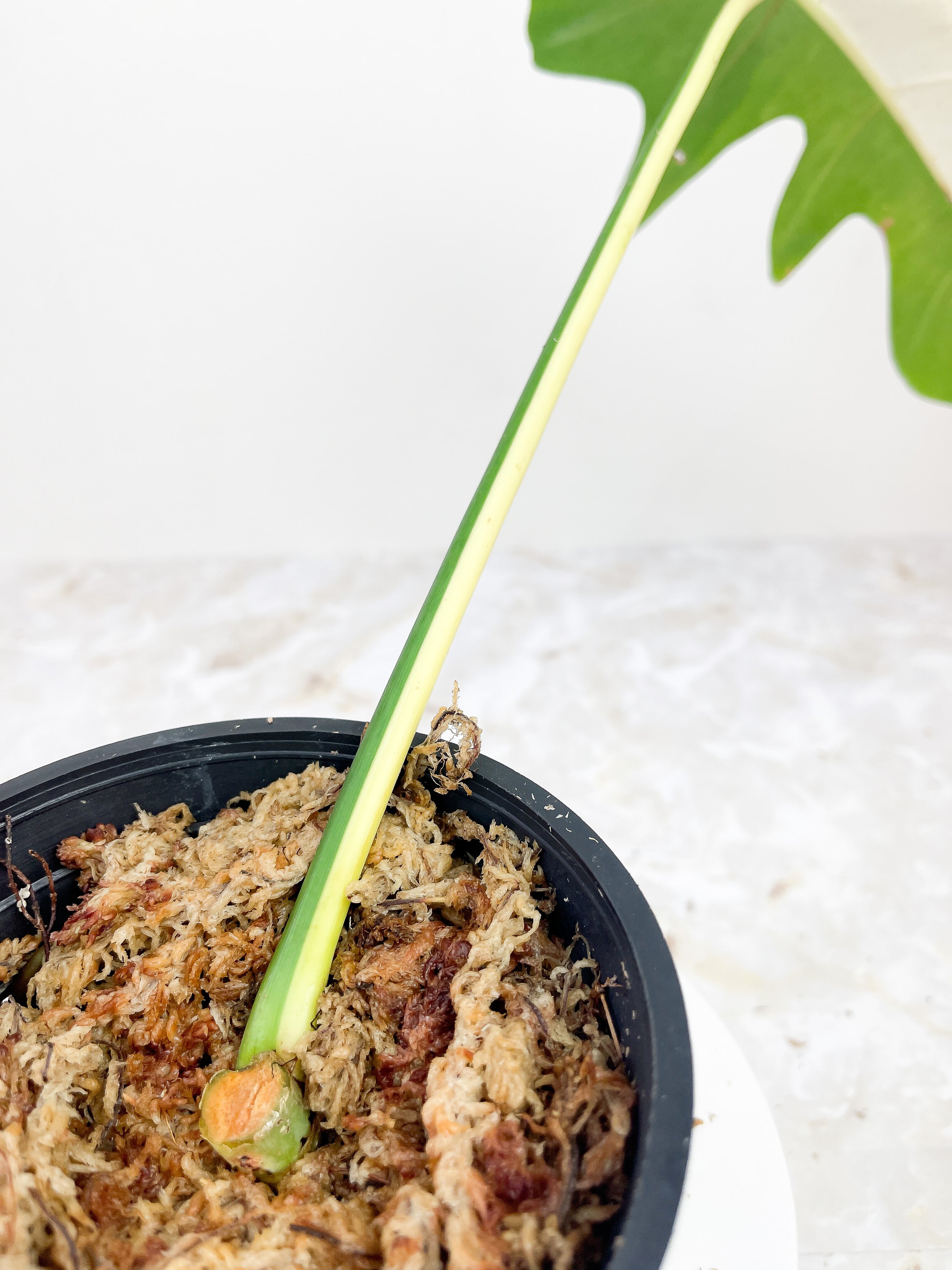 Philodendron Golden Dragon Variegated rooted.