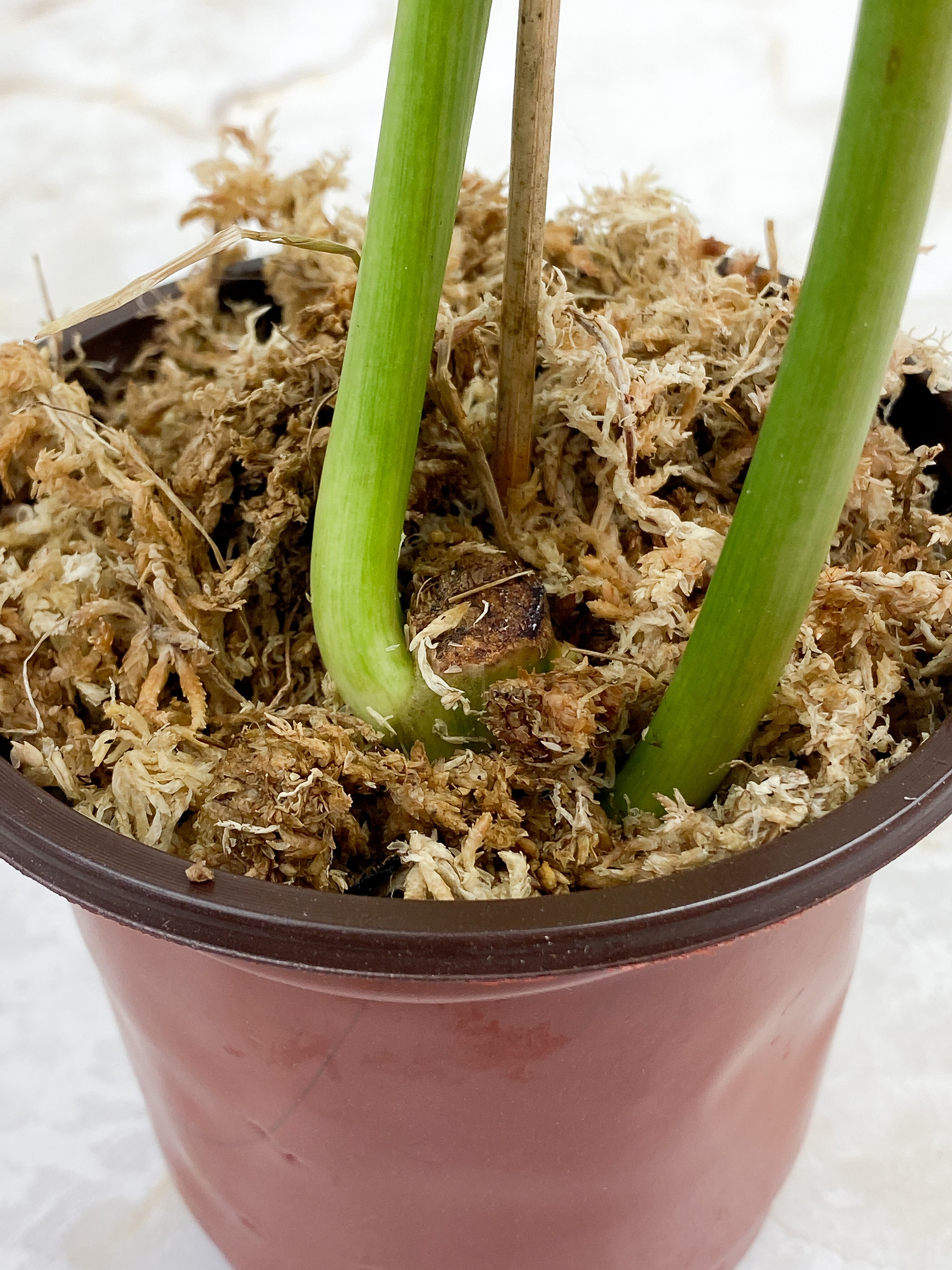 Philodendron Paraiso Verde - 2 leaves rooted. leaf size ~14"