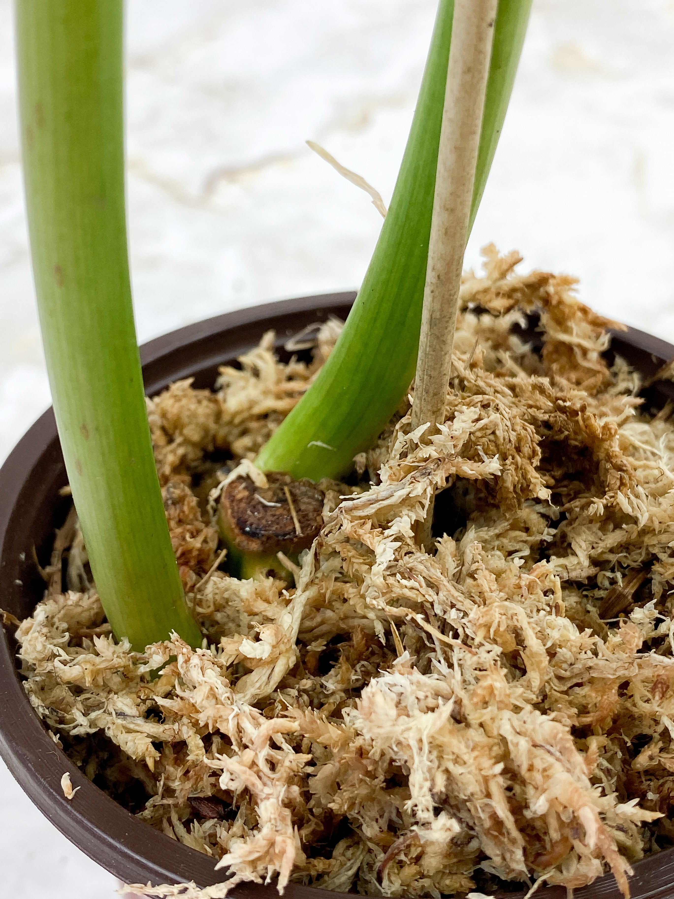 Philodendron Paraiso Verde - 2 leaves rooted. leaf size ~14"