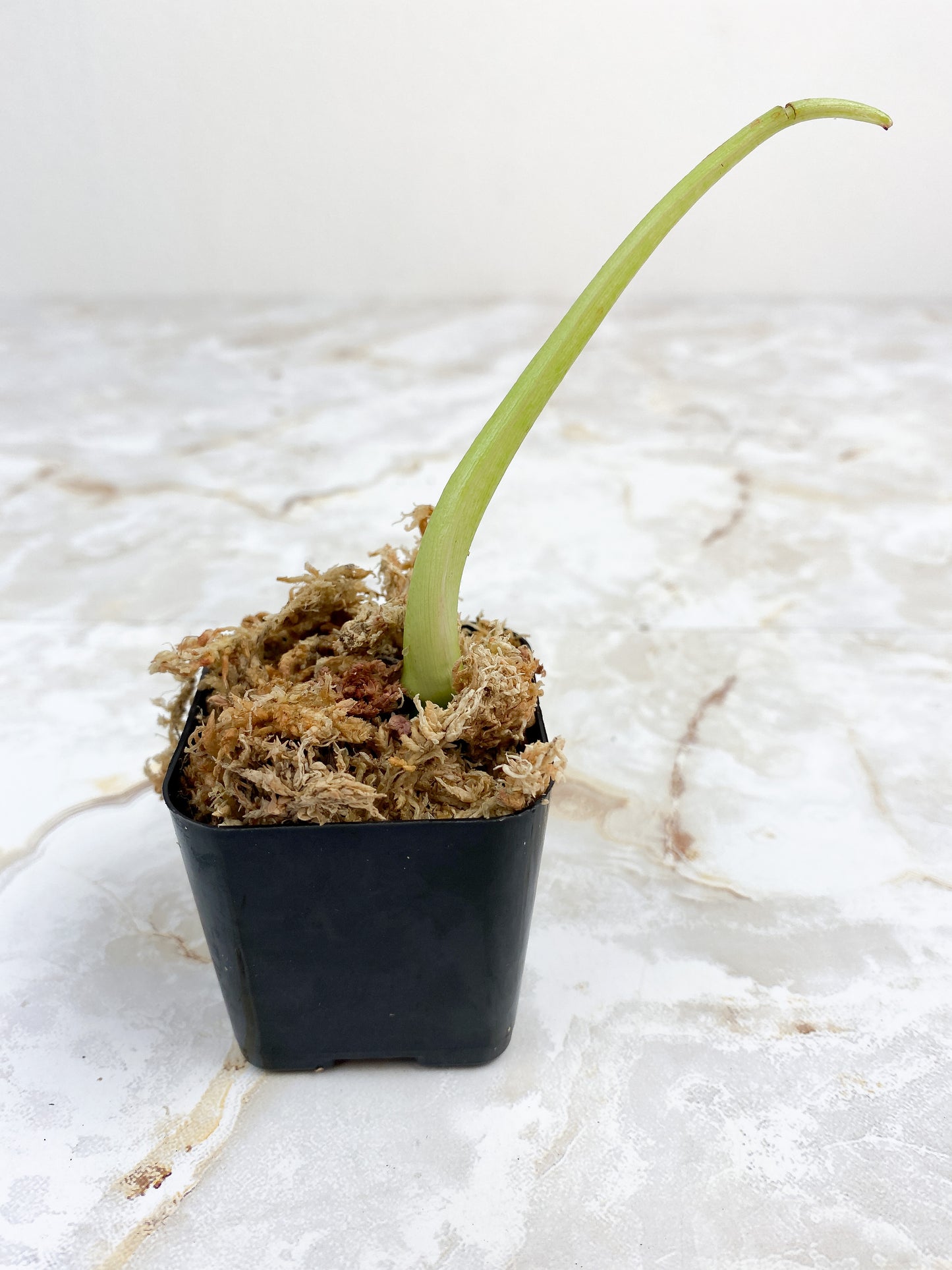 Philodendron paraiso verde sprout rooting