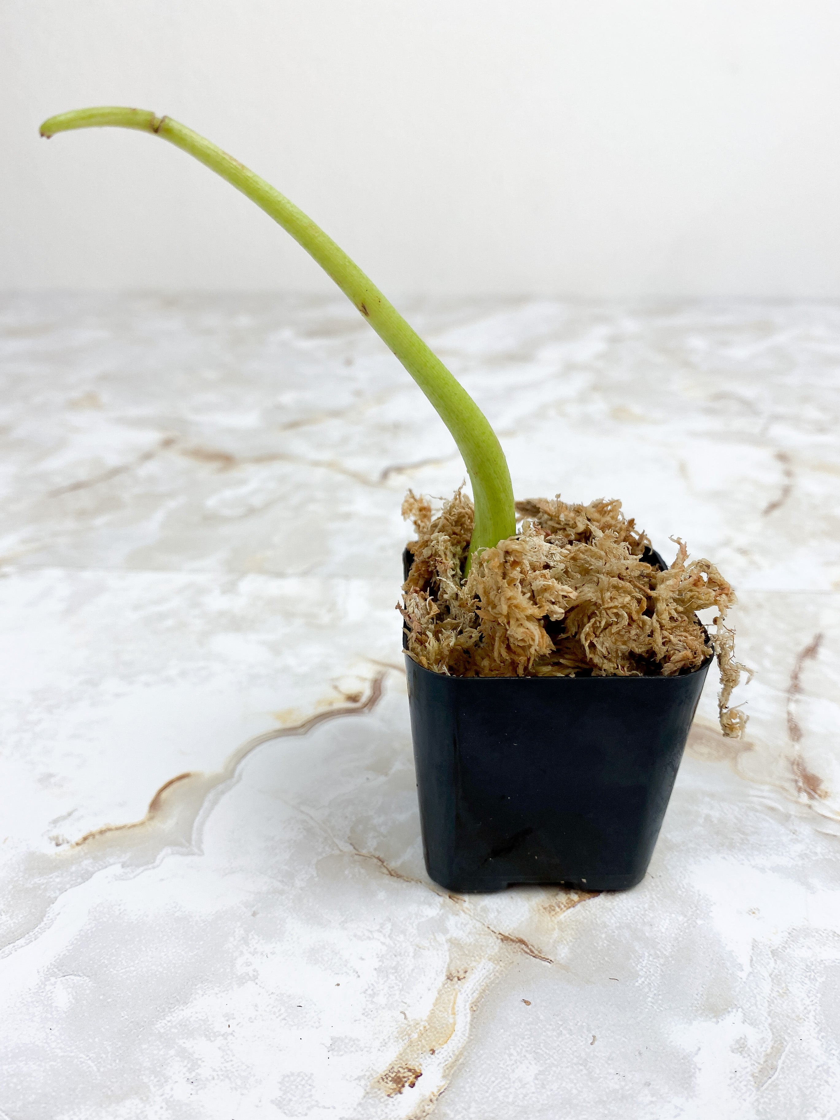 Philodendron paraiso verde sprout rooting