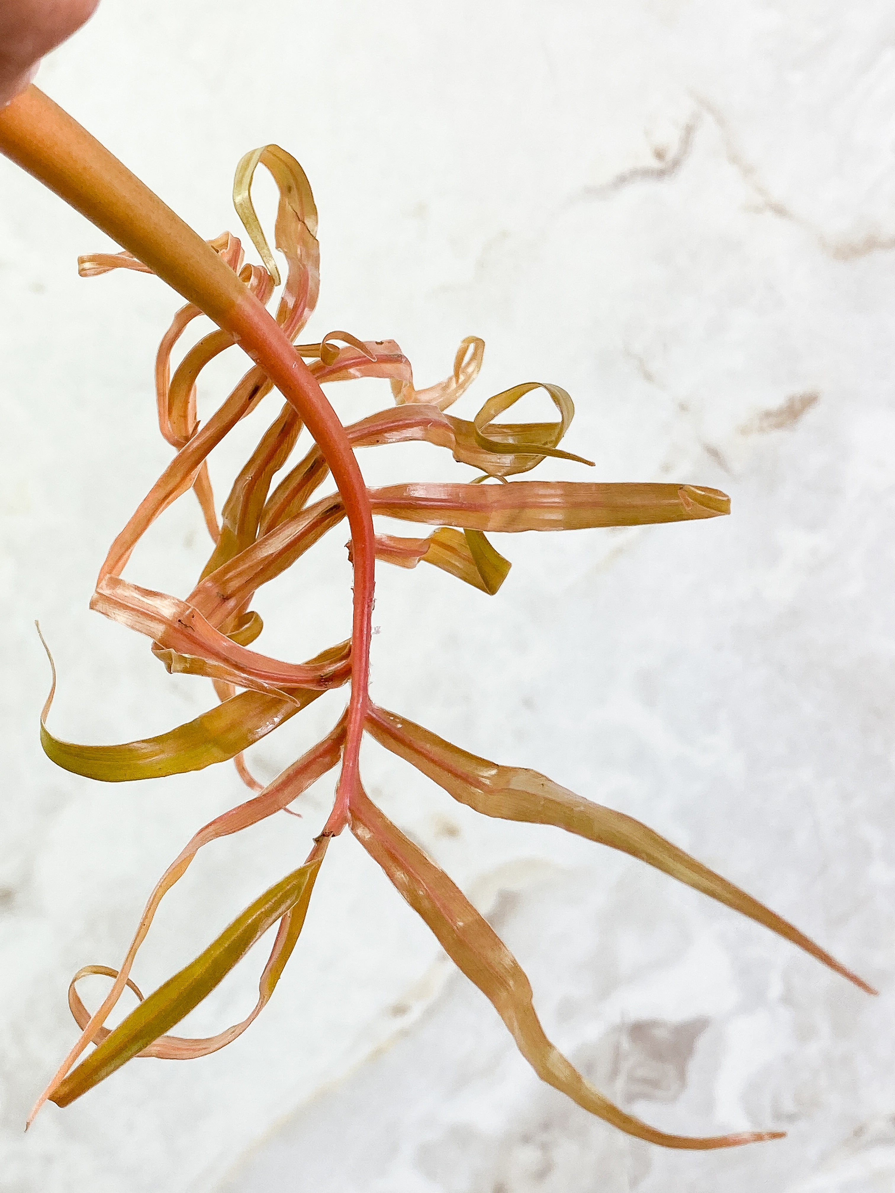 Philodendron Tortum with 1 leaf and 1 sprout Rooting Top Cutting