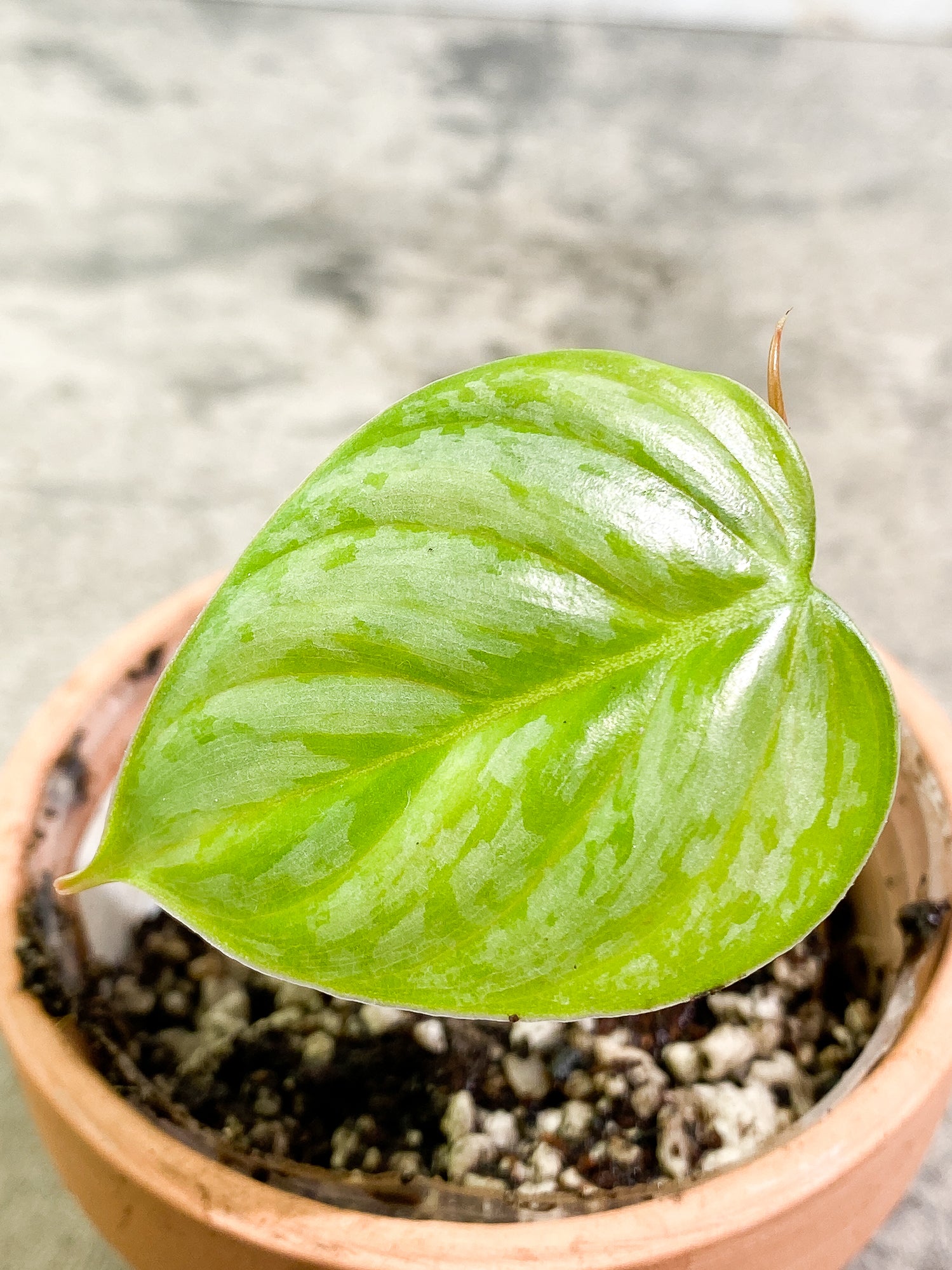 Philodendron Sodiroi 1 leaf 1 sprout slightly rooted