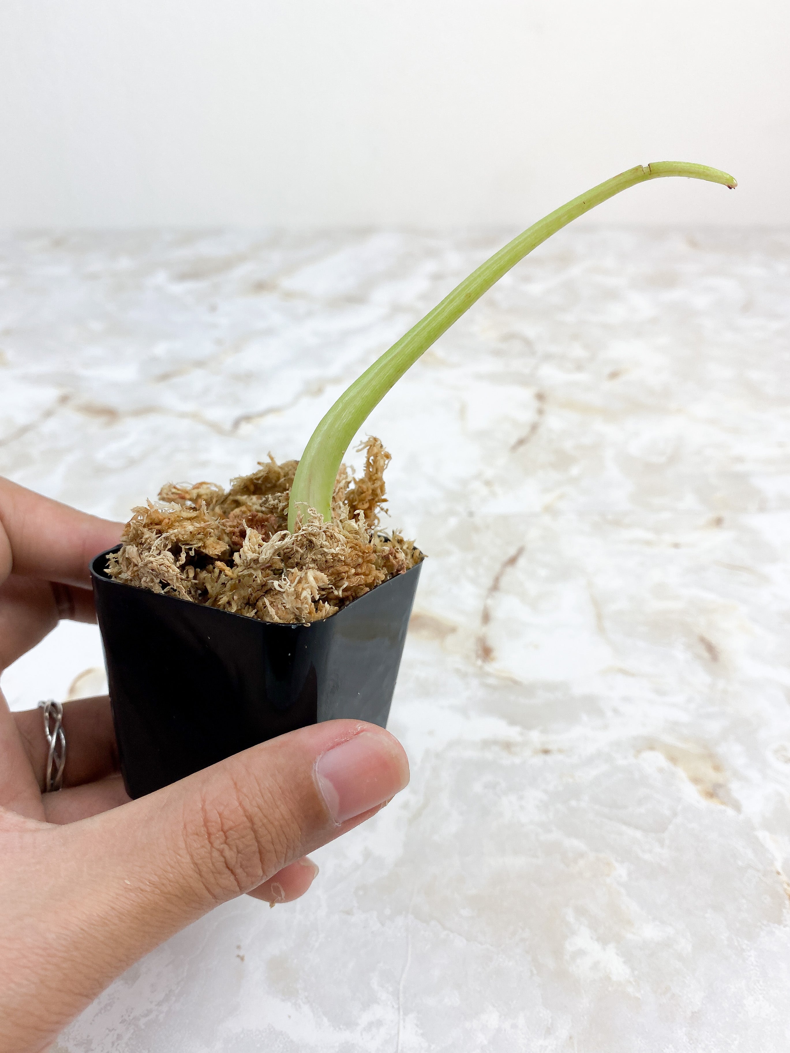 Philodendron paraiso verde sprout rooting