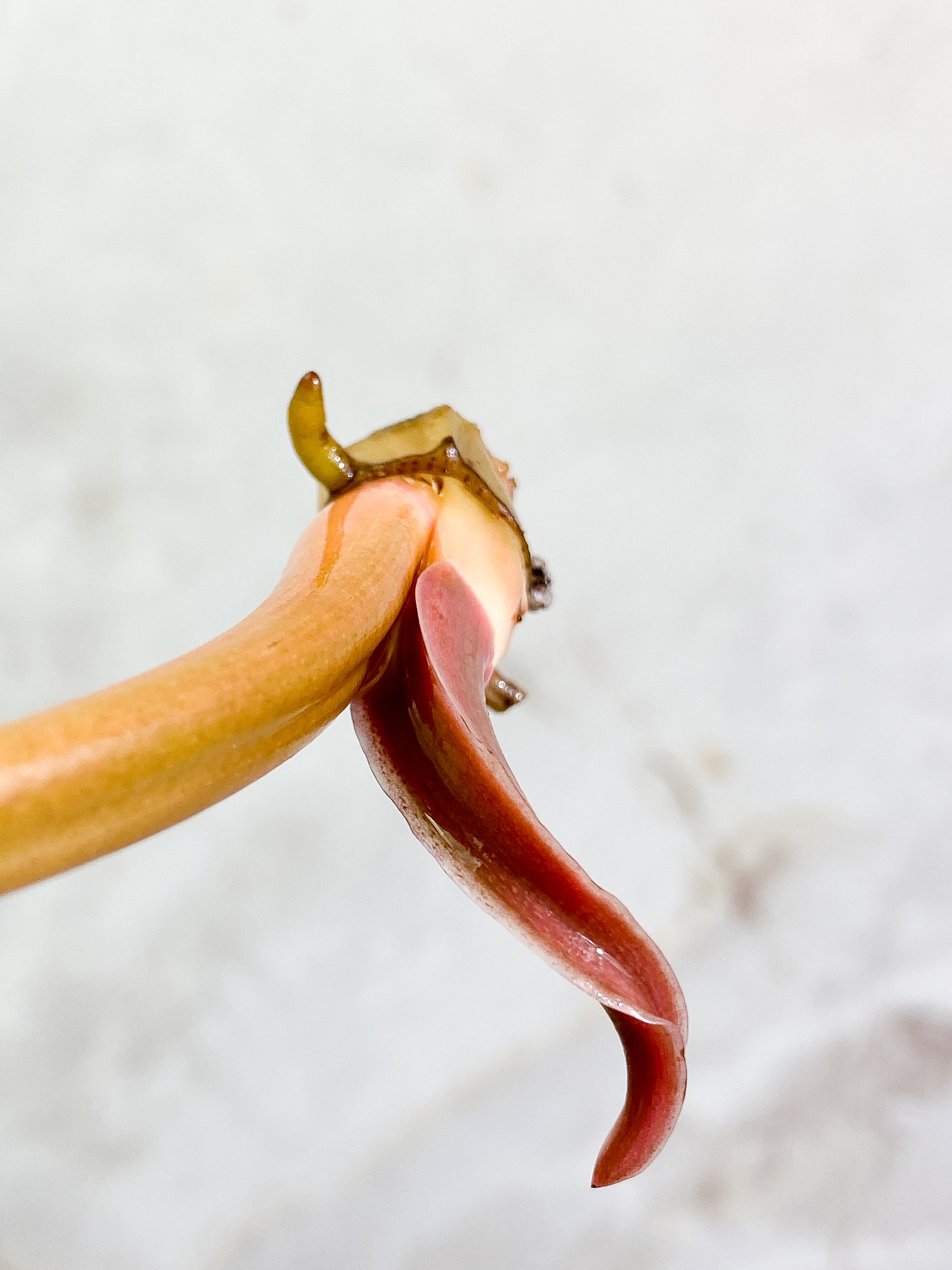 Philodendron Tortum with 1 leaf and 1 sprout Rooting Top Cutting