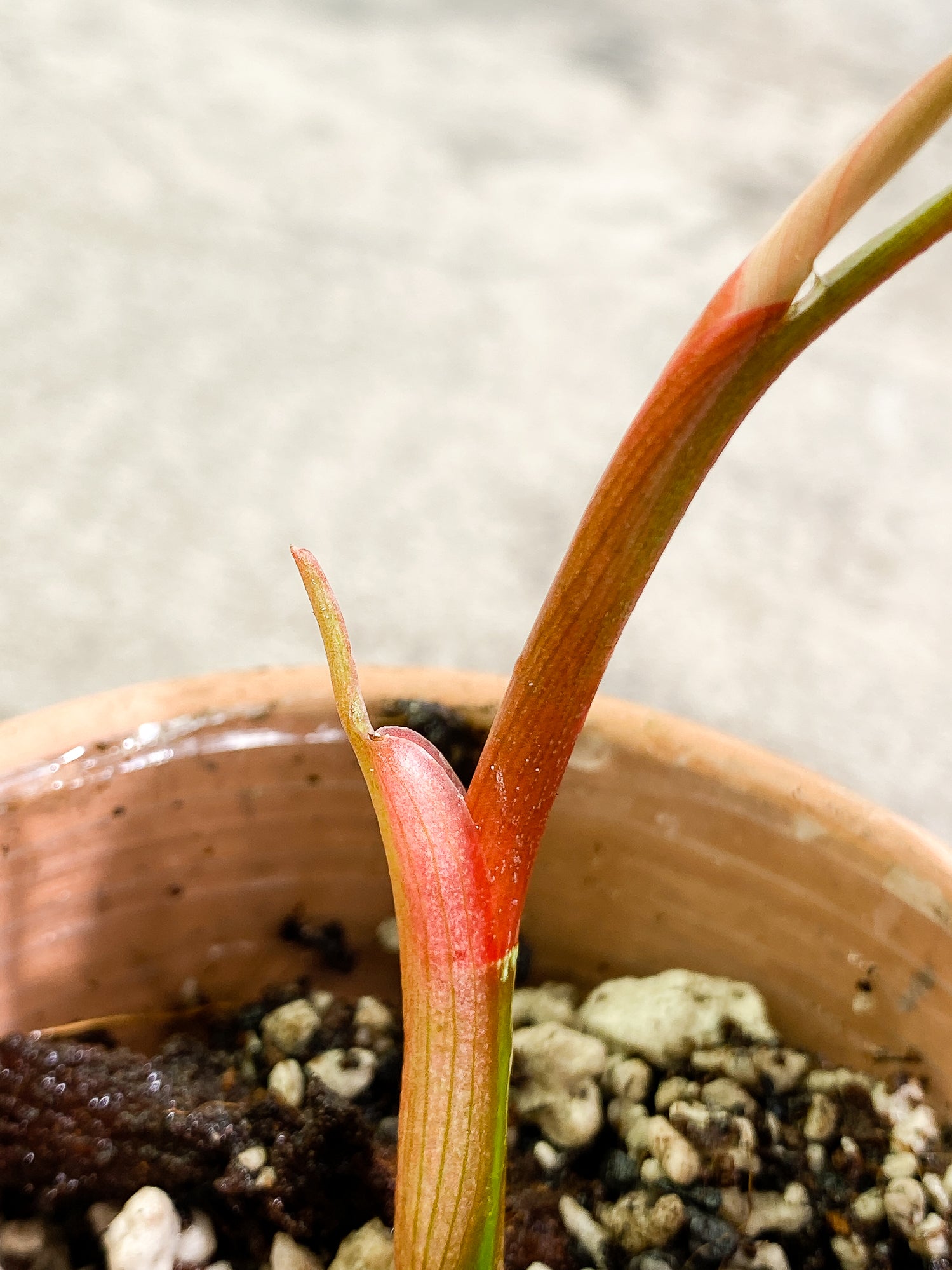 Philodendron Sodiroi 1 leaf 1 sprout slightly rooted