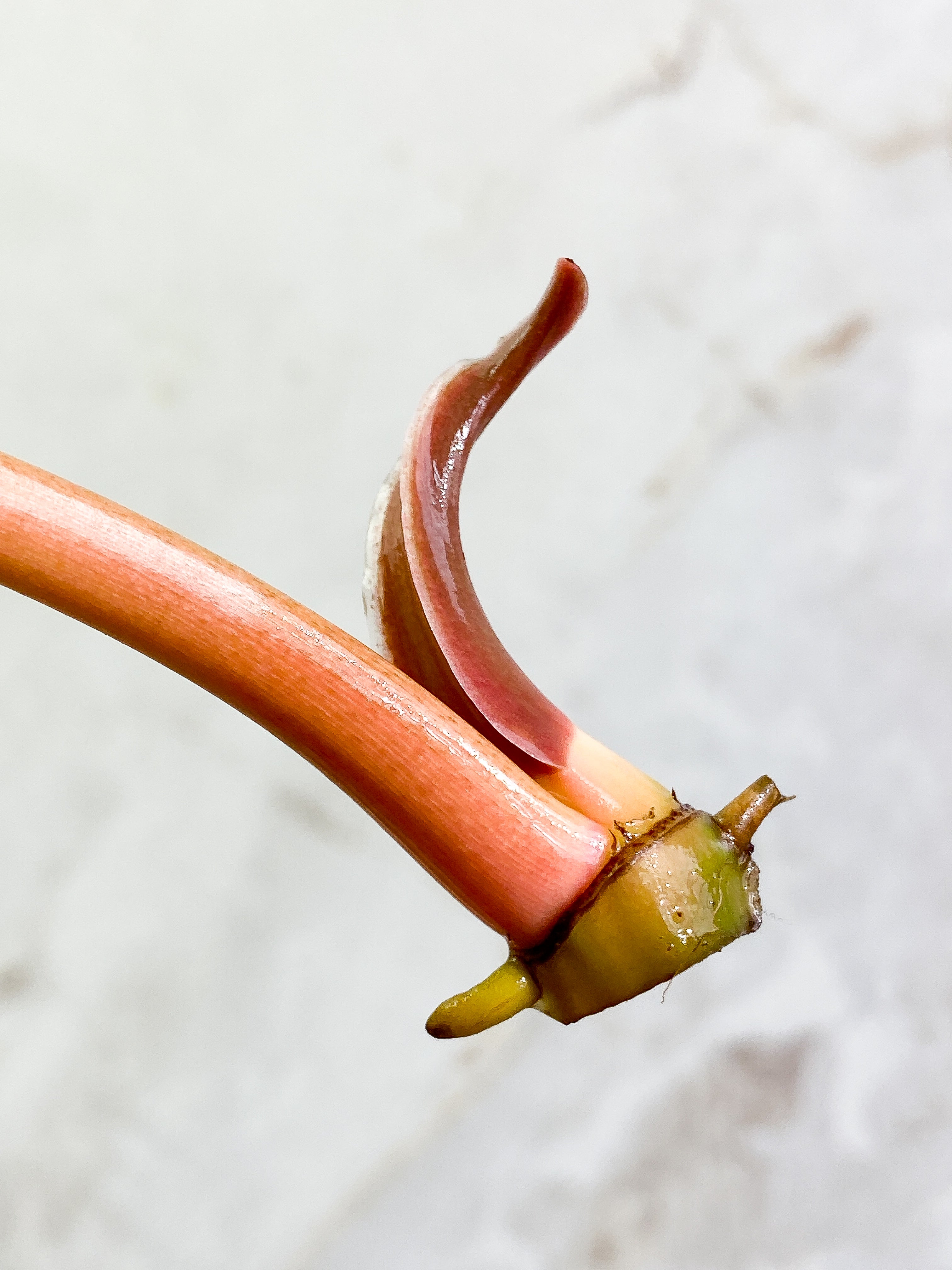 Philodendron Tortum with 1 leaf and 1 sprout Rooting Top Cutting