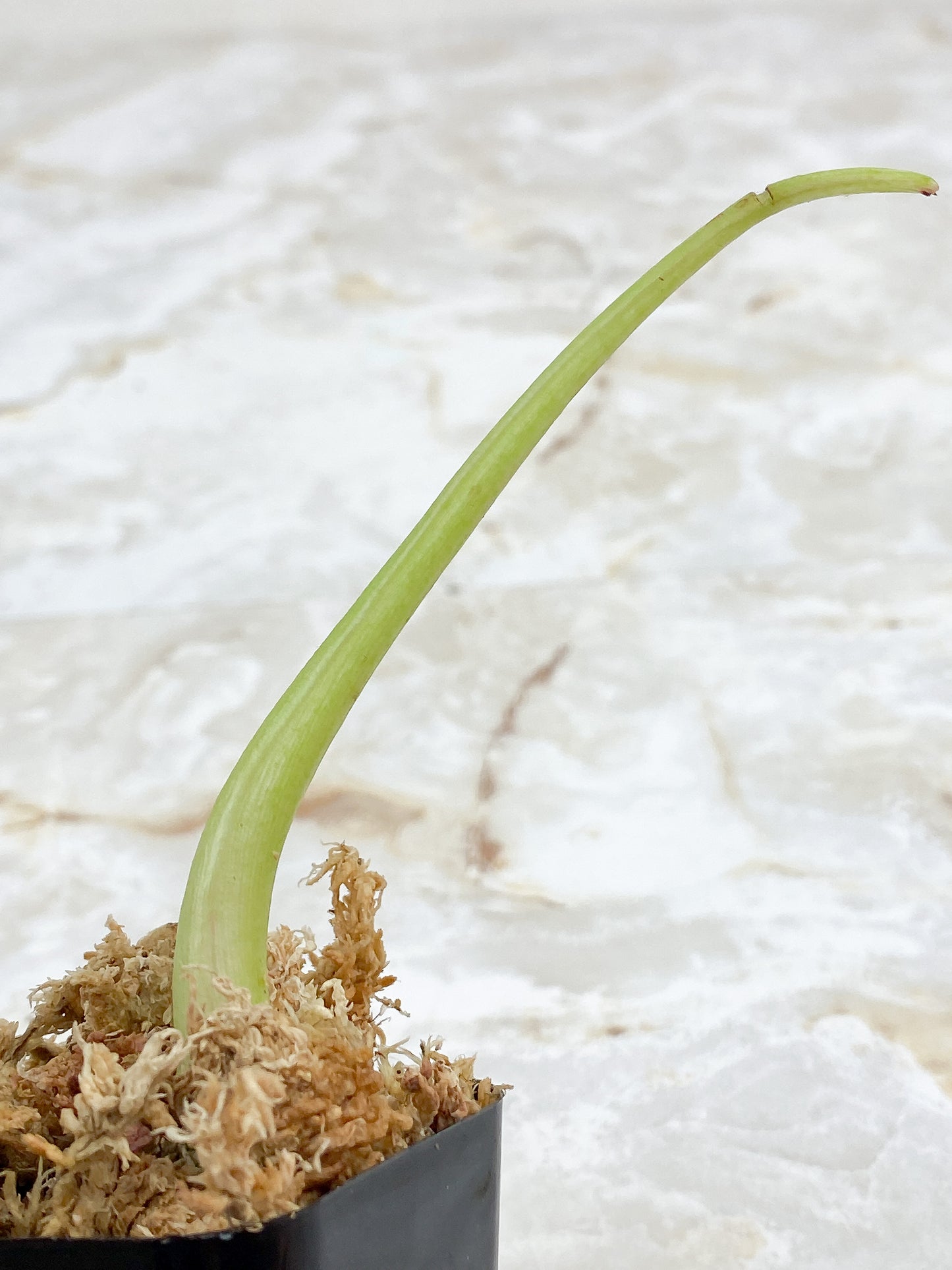 Philodendron paraiso verde sprout rooting