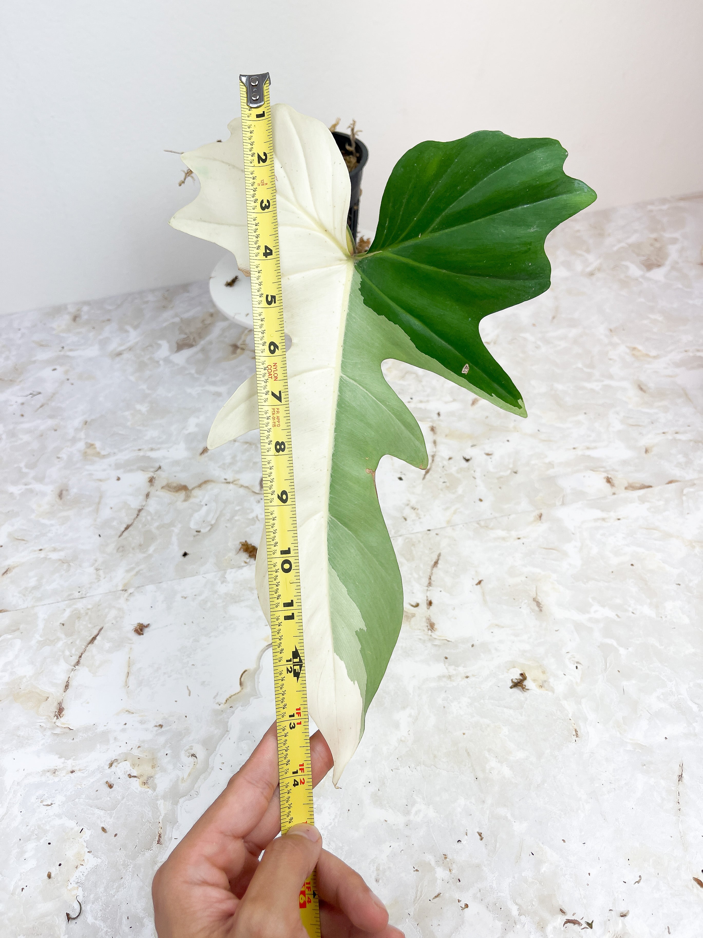 Philodendron Golden Dragon Variegated rooted.