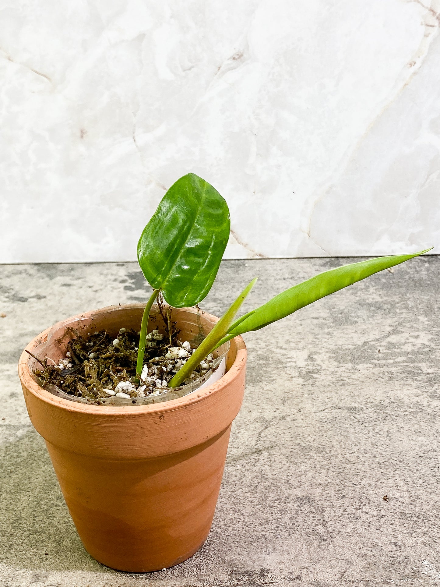 Philodendron Felix 1 leaf 1 unfurling leaf 1 sprout slightly rooted