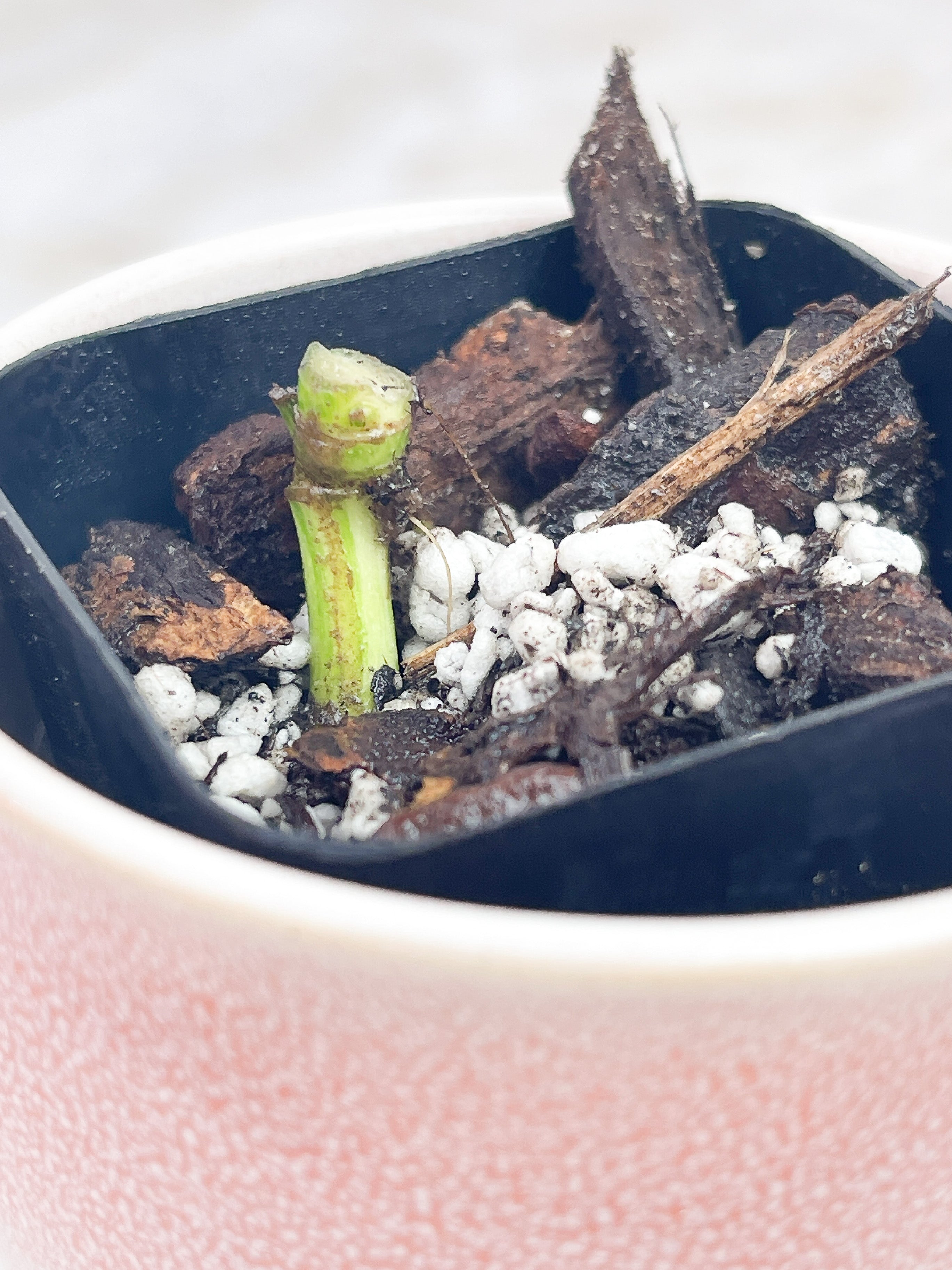 Monstera adansonii mint aurea- Node Rooted