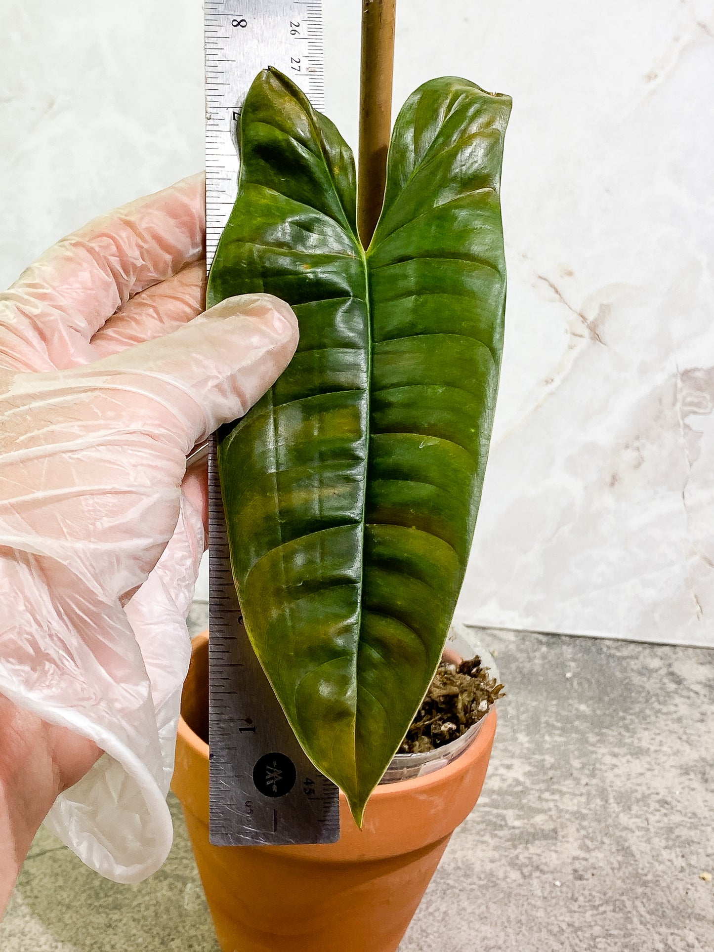 Philodendron Felix 1 leaf fully rooted