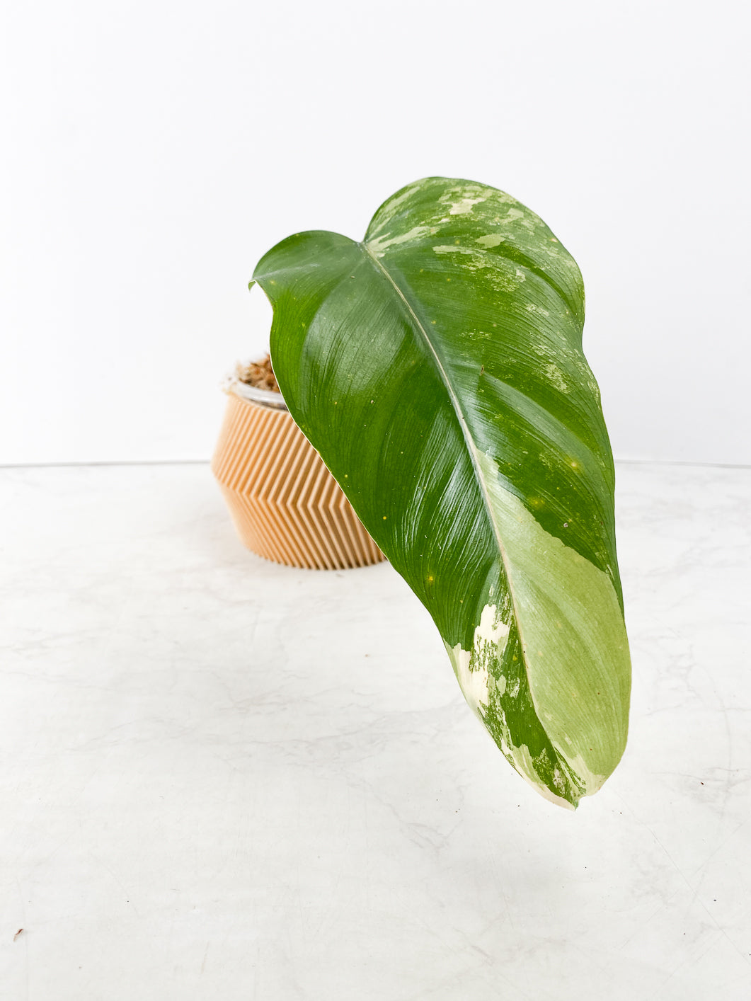 Philodendron  Domesticum Variegated 1 leaf double nodes