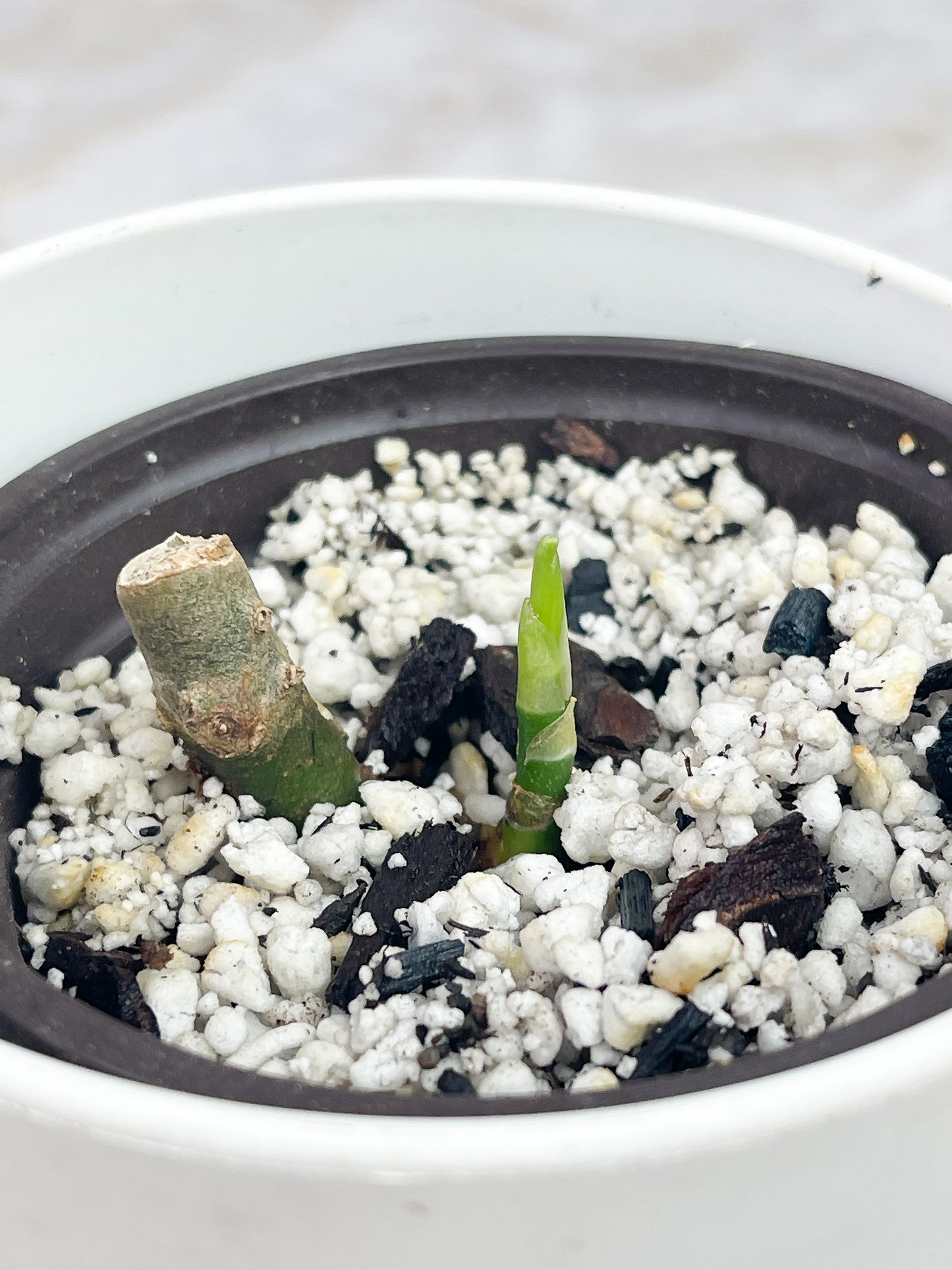 Aglaonema Pictum tricolor sprout