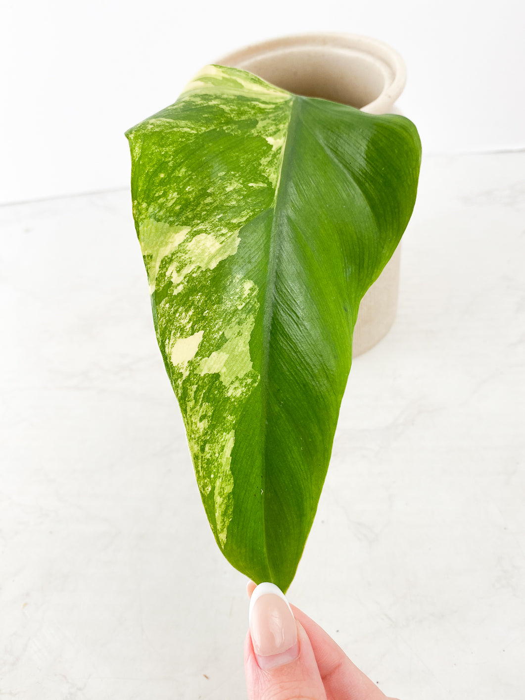 Philodendron  Domesticum Variegated 1 leaf double nodes