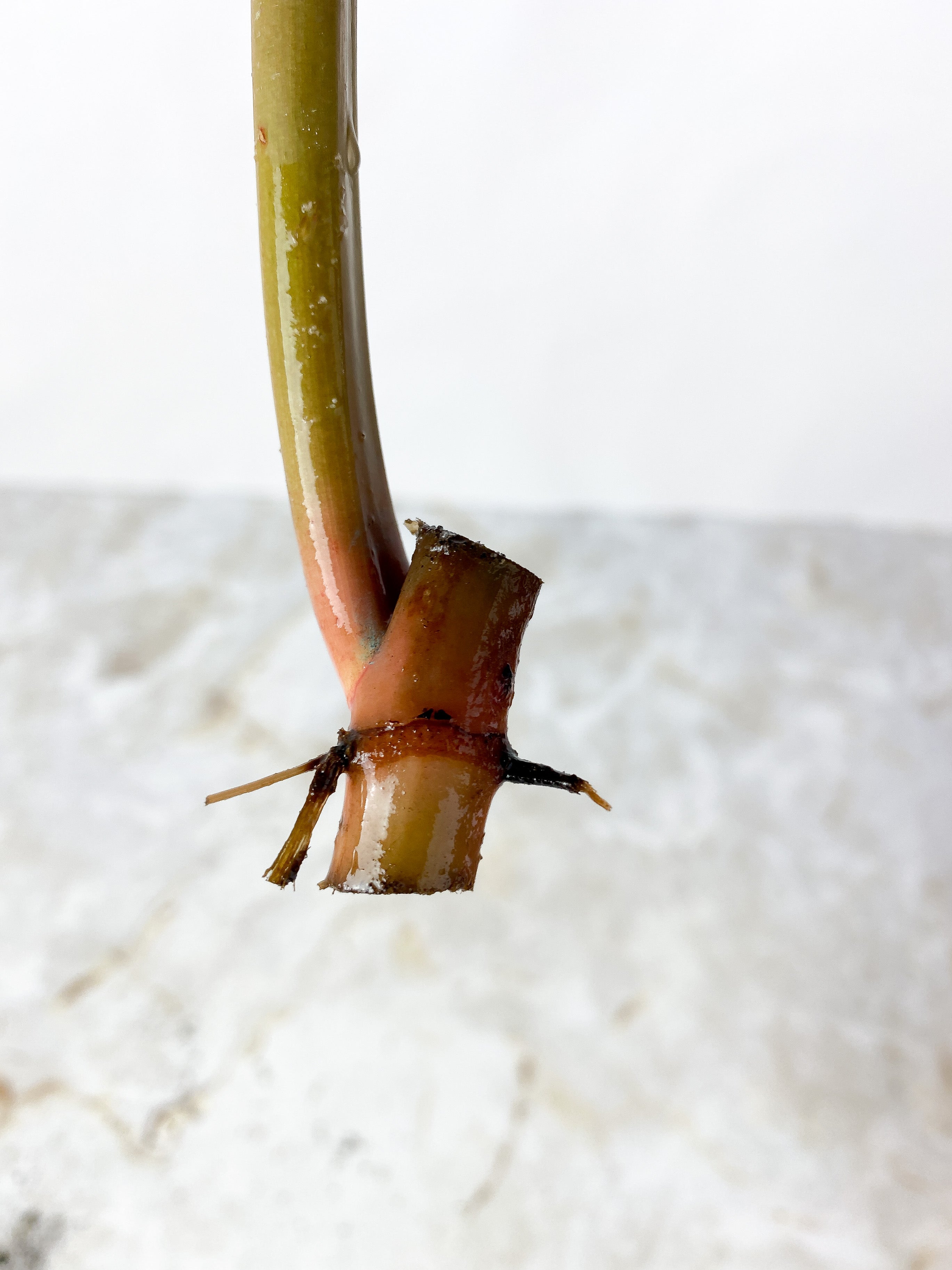 NOT FOR SALE:Philodendron  orange marmalade unrooted cutting