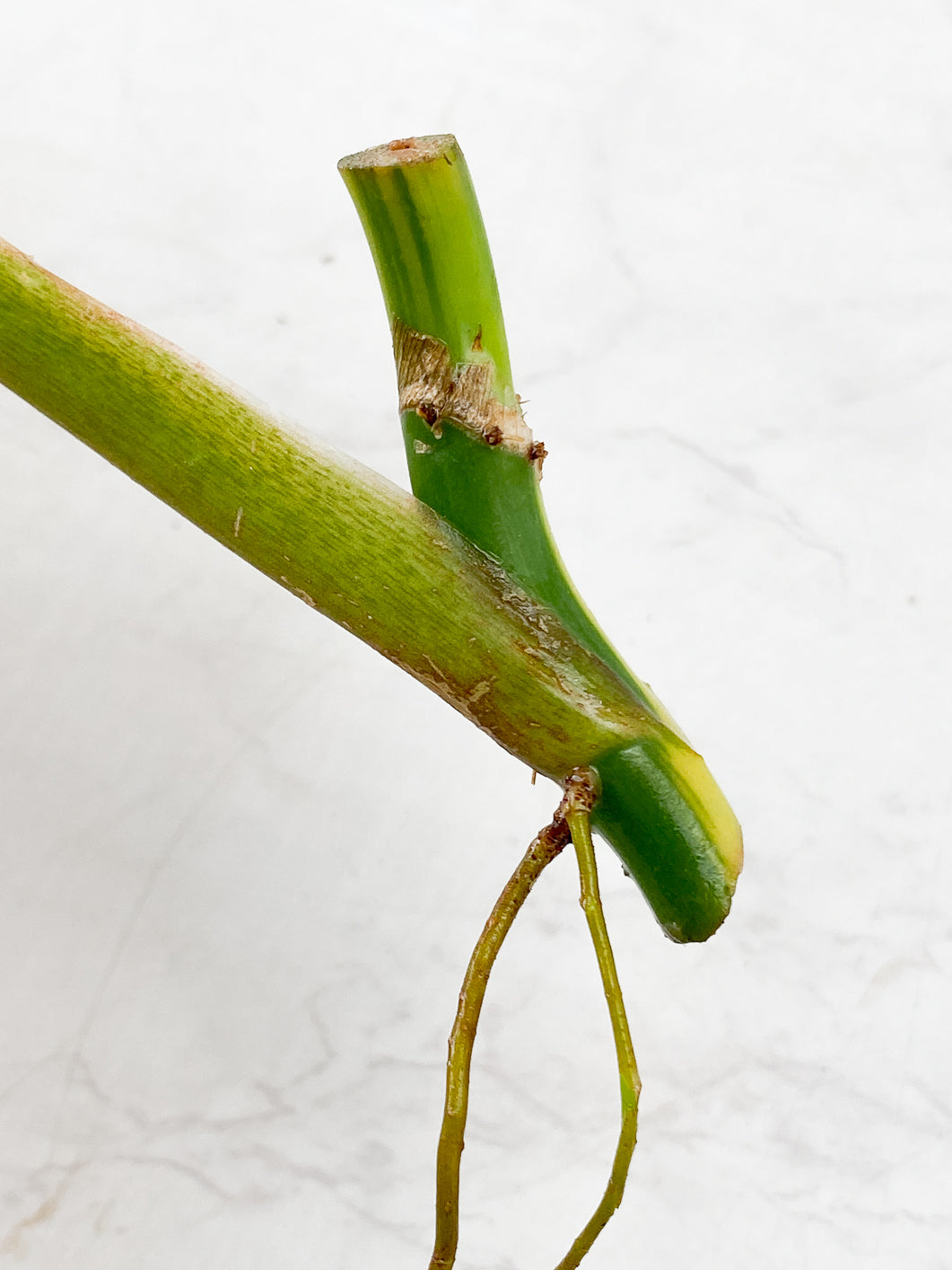 Philodendron  Domesticum Variegated 1 leaf double nodes