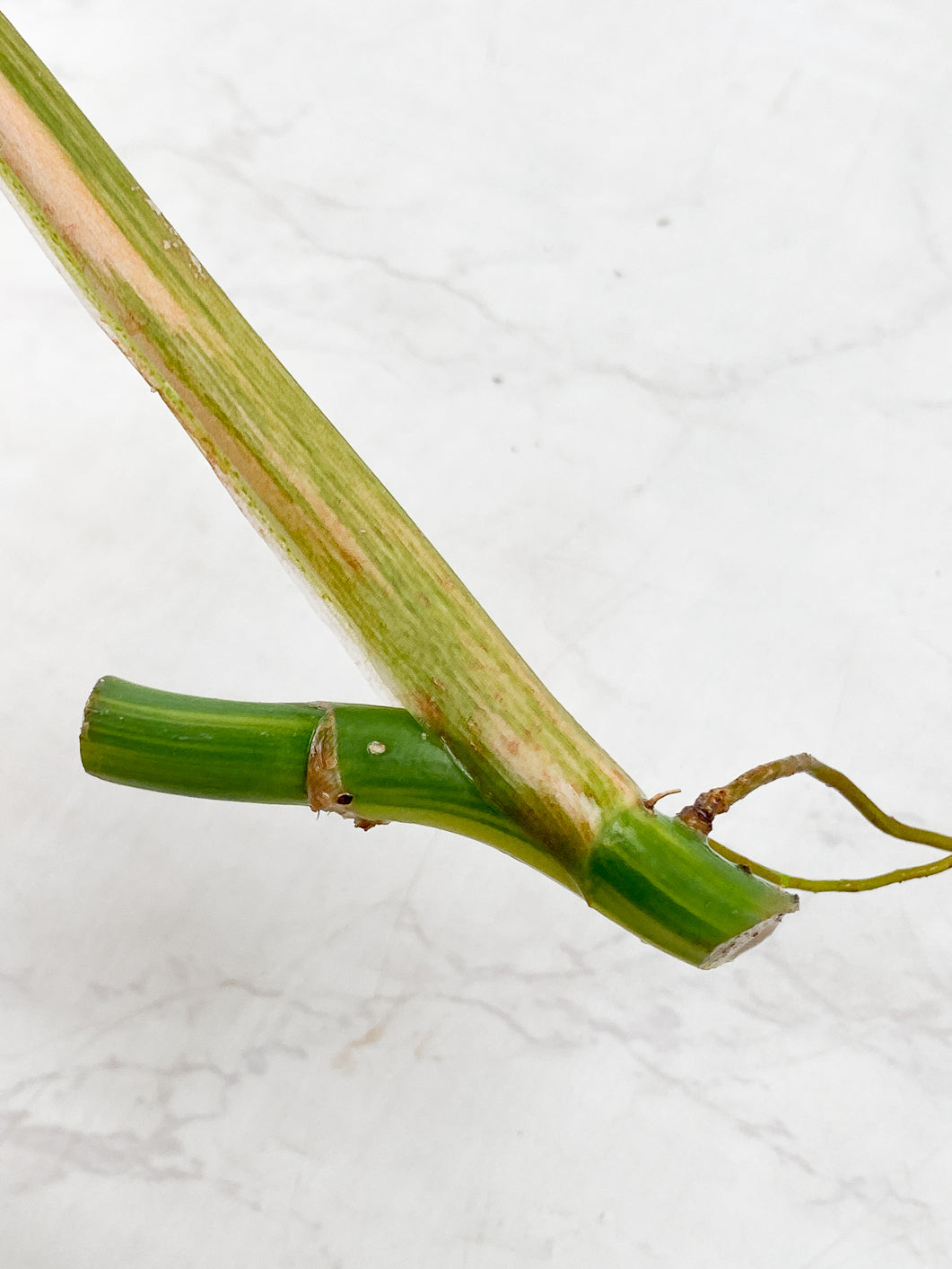 Philodendron  Domesticum Variegated 1 leaf double nodes