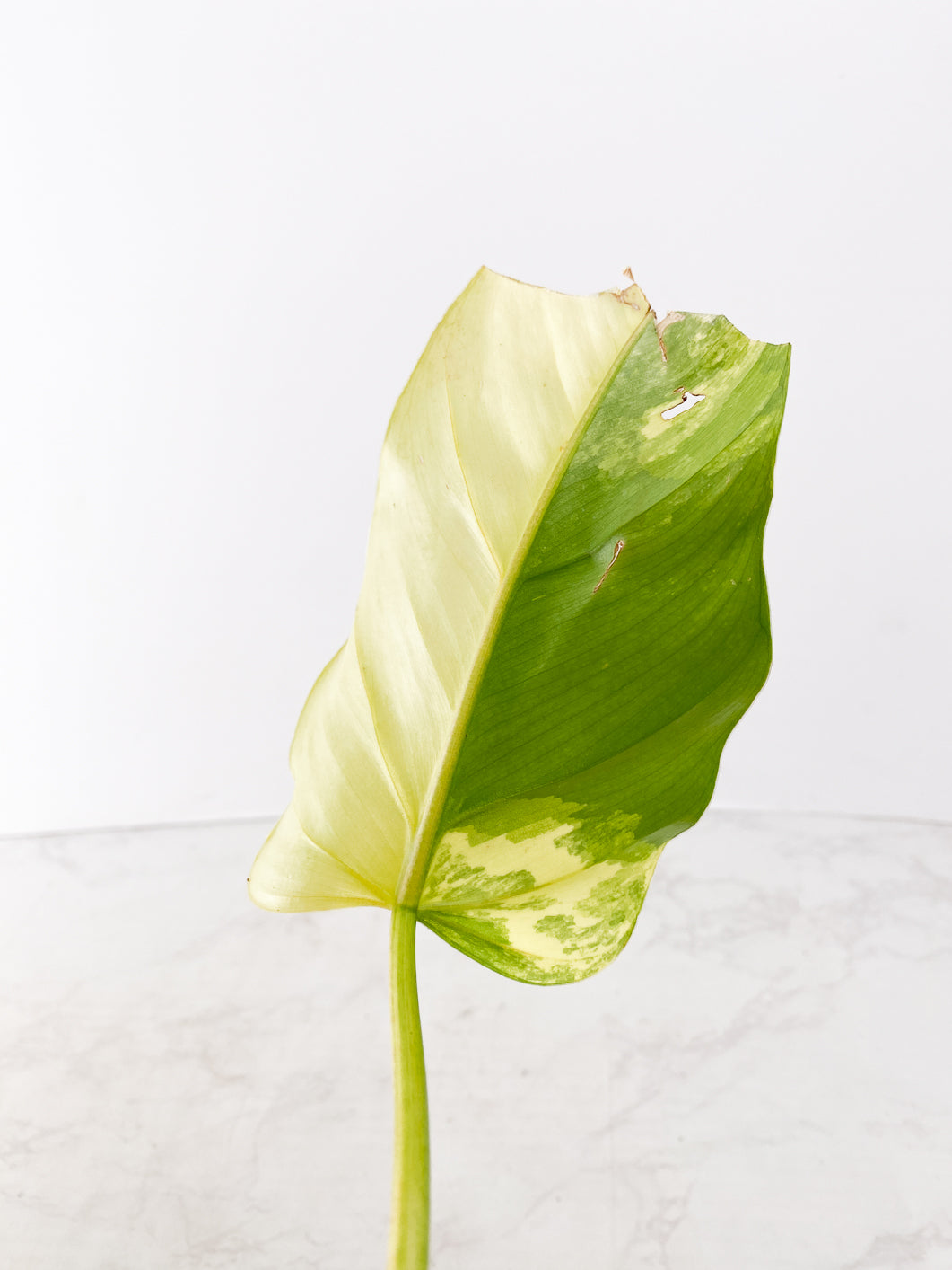 Philodendron  Domesticum Variegated 1 leaf Rooting