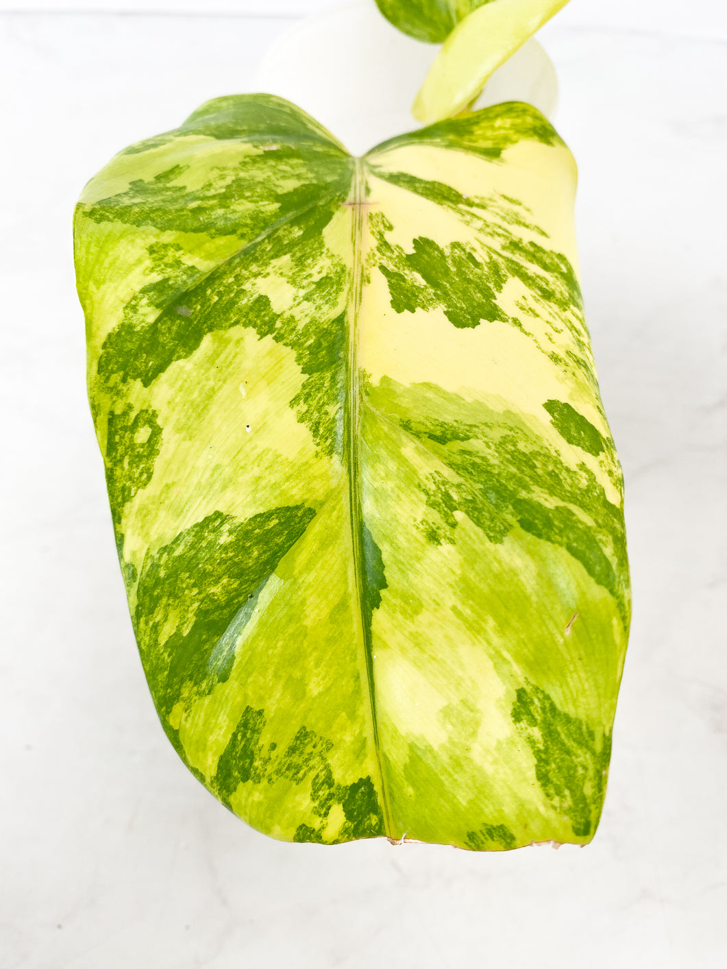 Philodendron  Domesticum Variegated 2 leaves Top Cutting