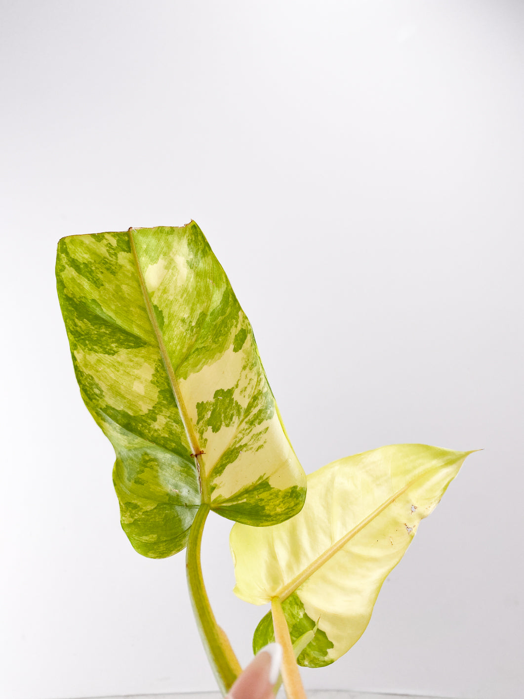 Philodendron  Domesticum Variegated 2 leaves Top Cutting