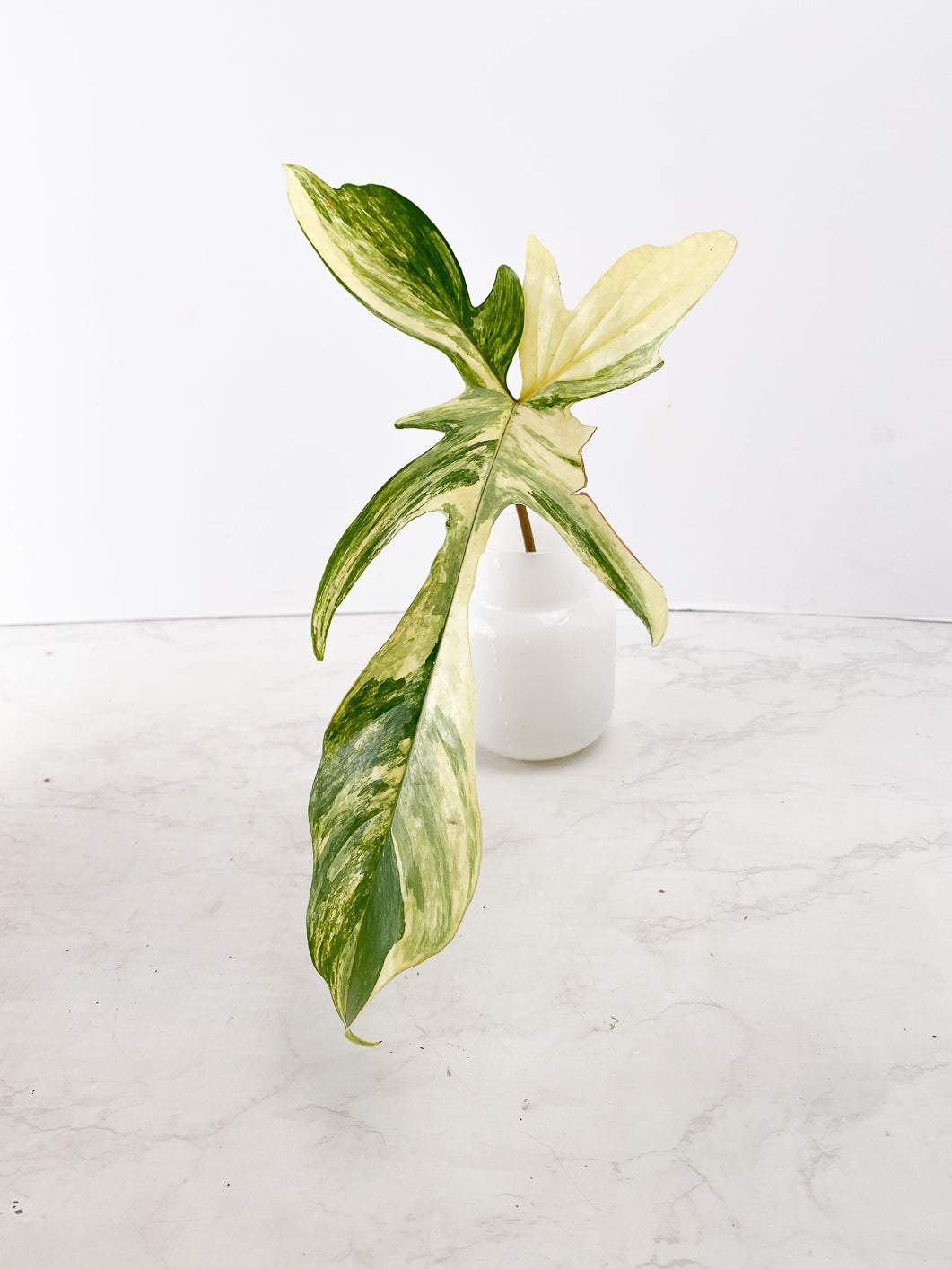 Philodendron Florida Beauty  Rooting 1 leaf double node