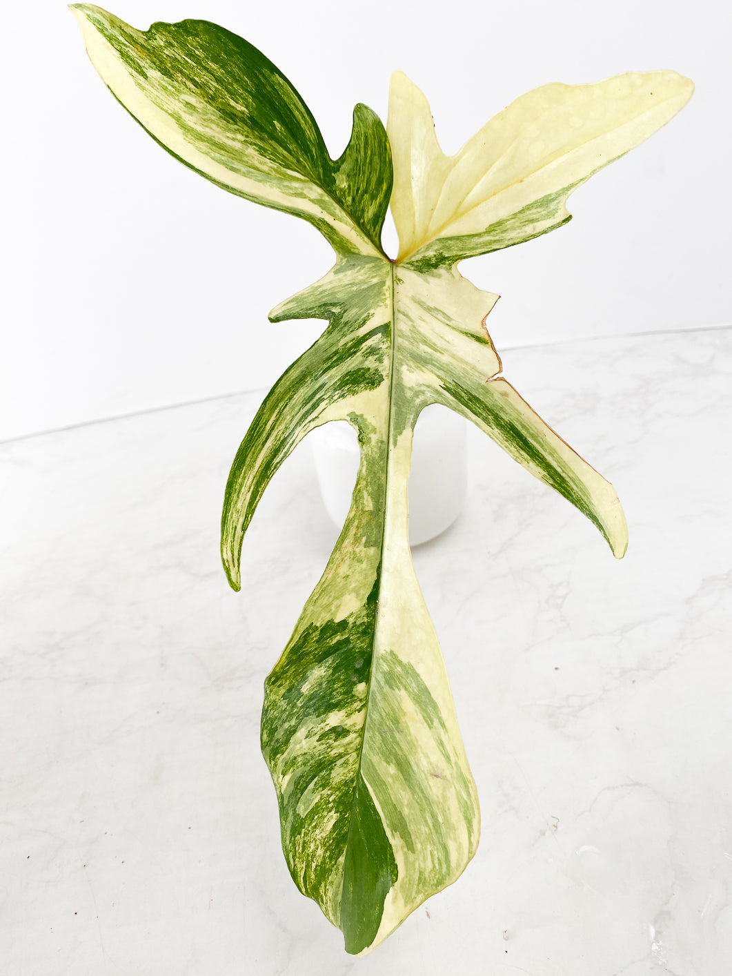 Philodendron Florida Beauty  Rooting 1 leaf double node