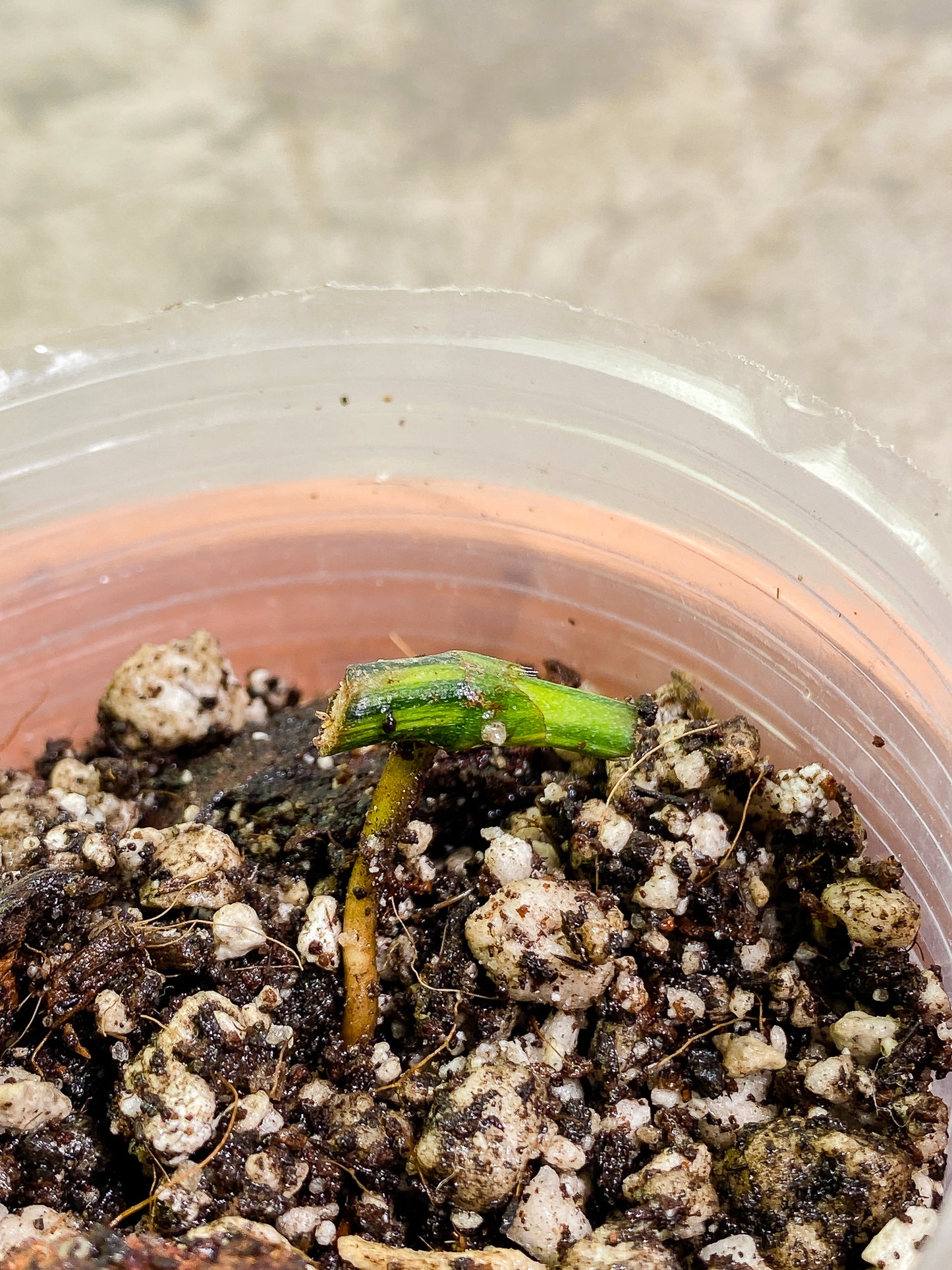 Epipremnum Amplissimum Variegated node fully rooted