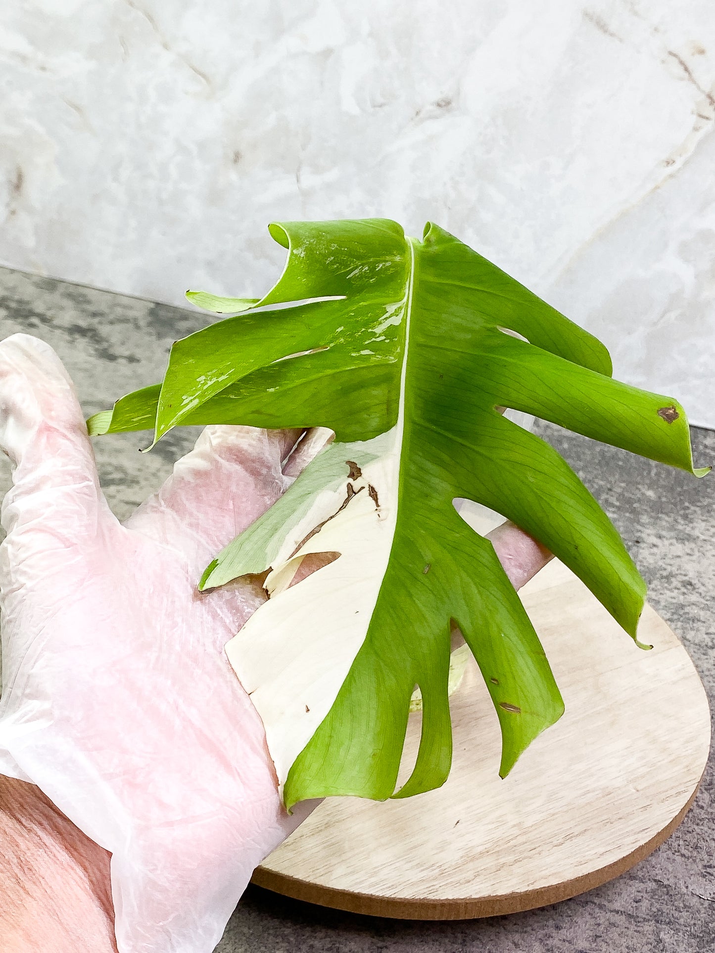 Monstera Albo Variegated, 1 leaf rooting