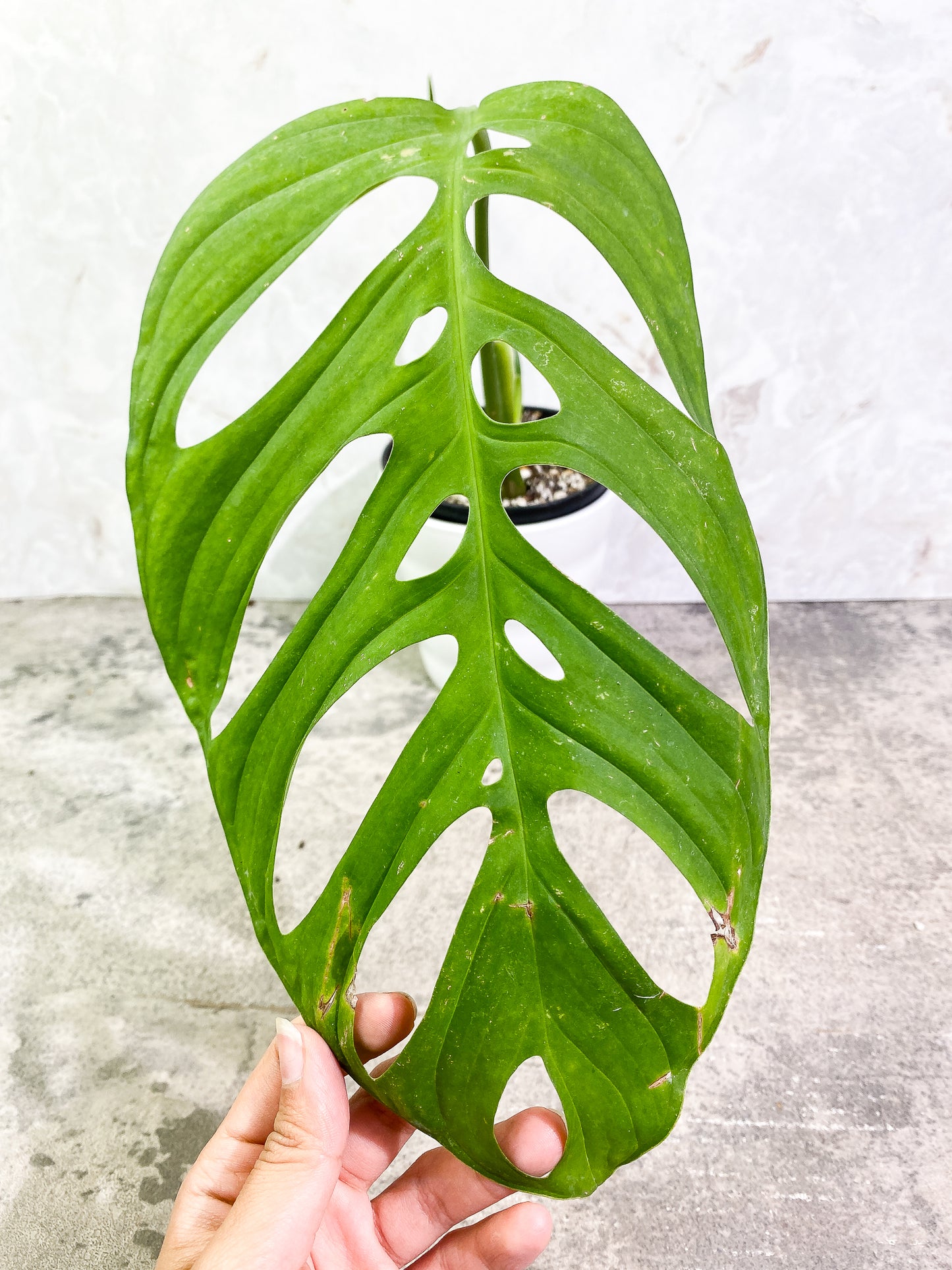 Monstera Esqueleto 1 leaf 1 sprout rooted